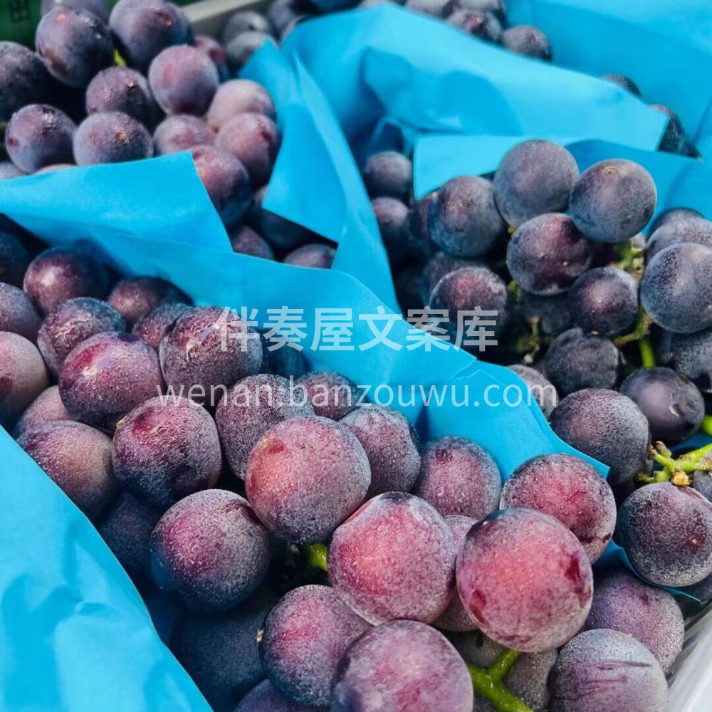 超大颗巨峰葡萄🍇大果粒·巨峰葡萄🍇酸酸甜 配图2