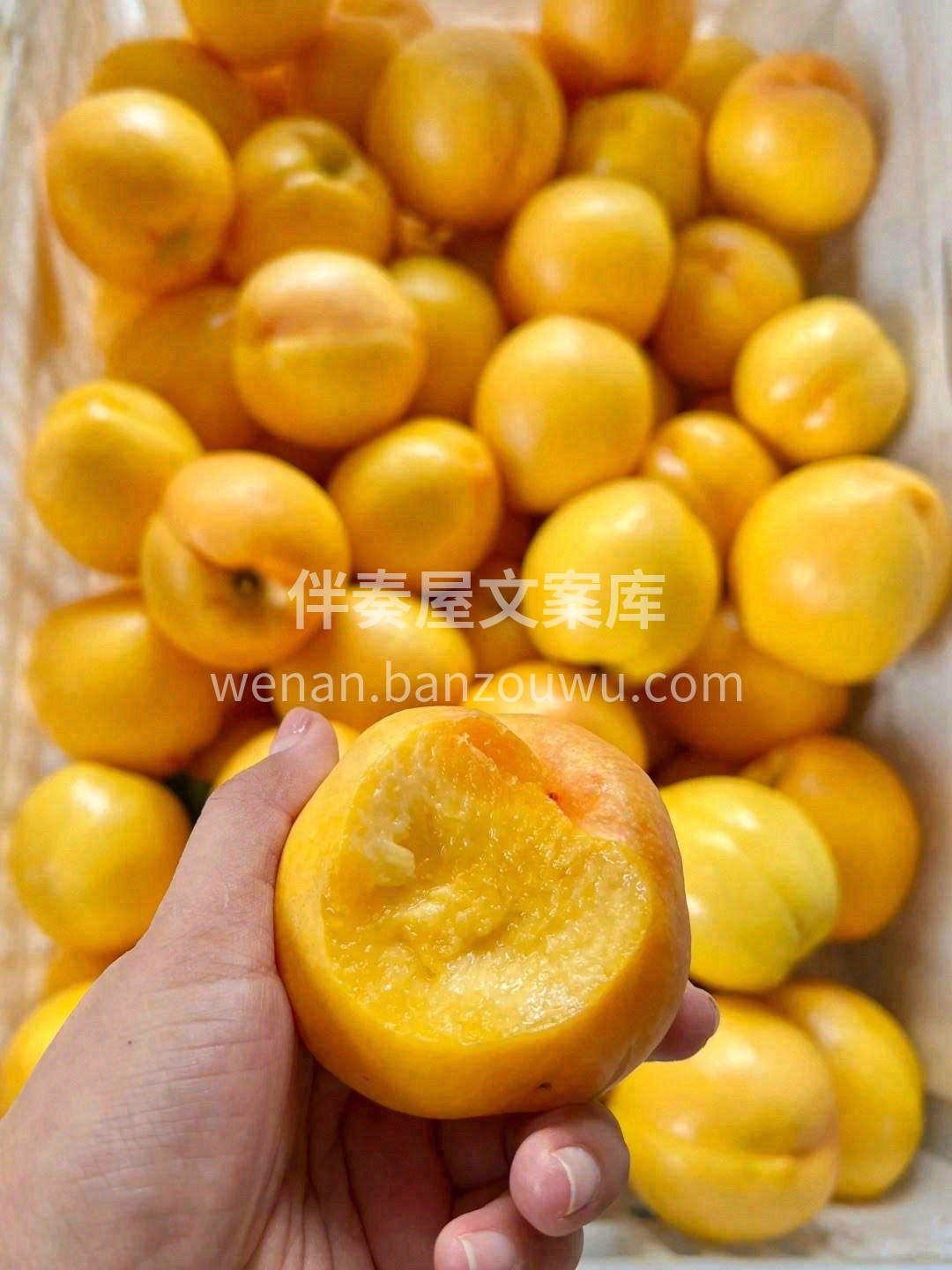 👉不喜桃毛？桃毛过敏？它不长毛😎 喜欢脆 配图3