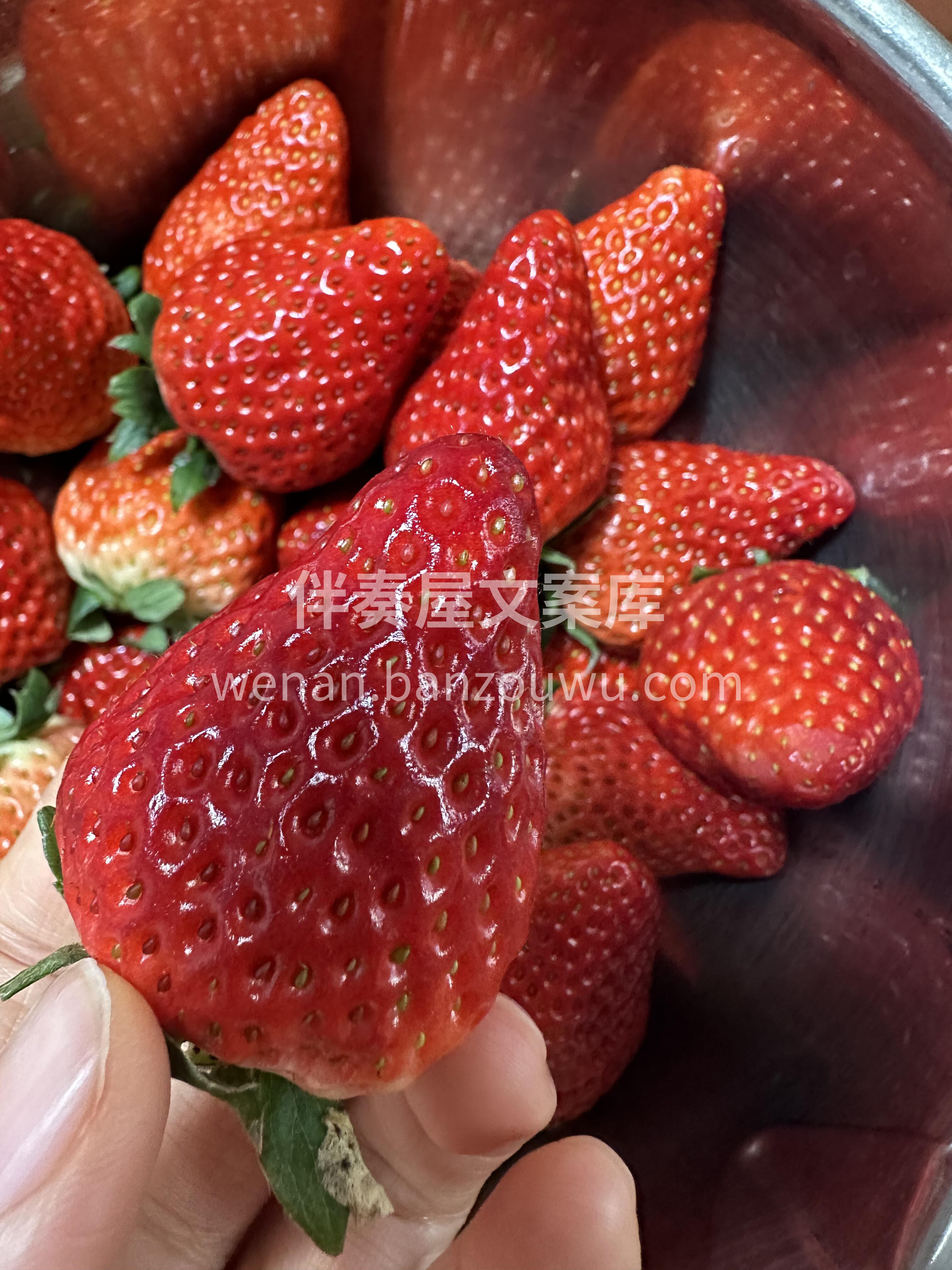 🍓草莓差不多尾季了‼️ 但这批状态还在线 配图1