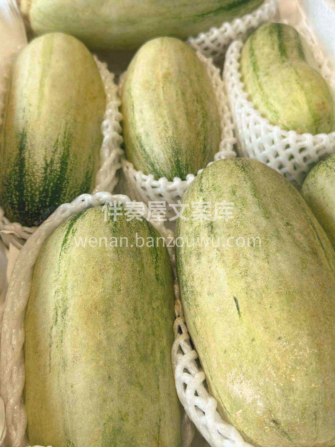 一生只有一根藤🌱，一藤只养一只瓜🥒 辉煌 配图3
