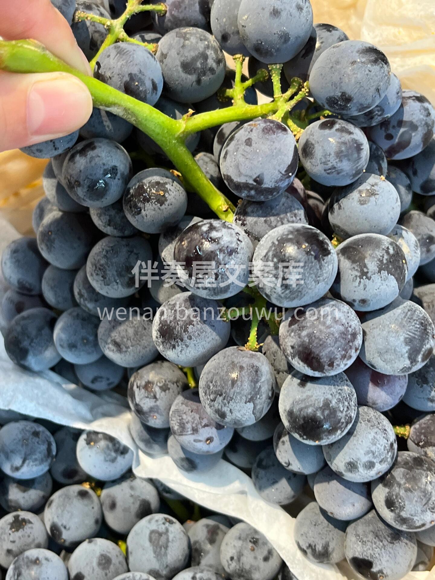 【云南 夏黑葡萄】🍇 葡萄中的极品👏 ， 配图3