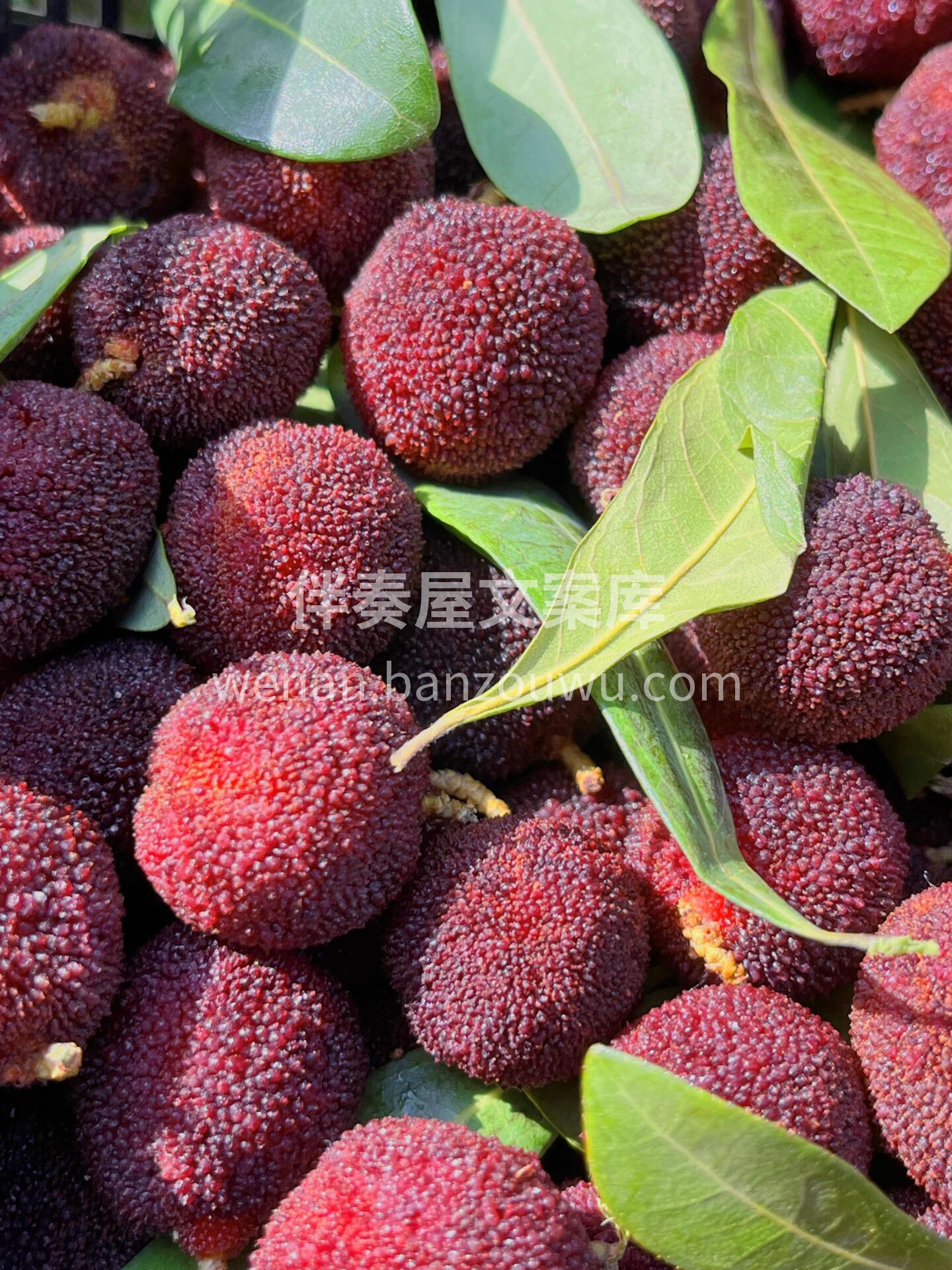 杨梅新货到店🔥🔥🔥 它微酸🌱中带点清爽的 配图1