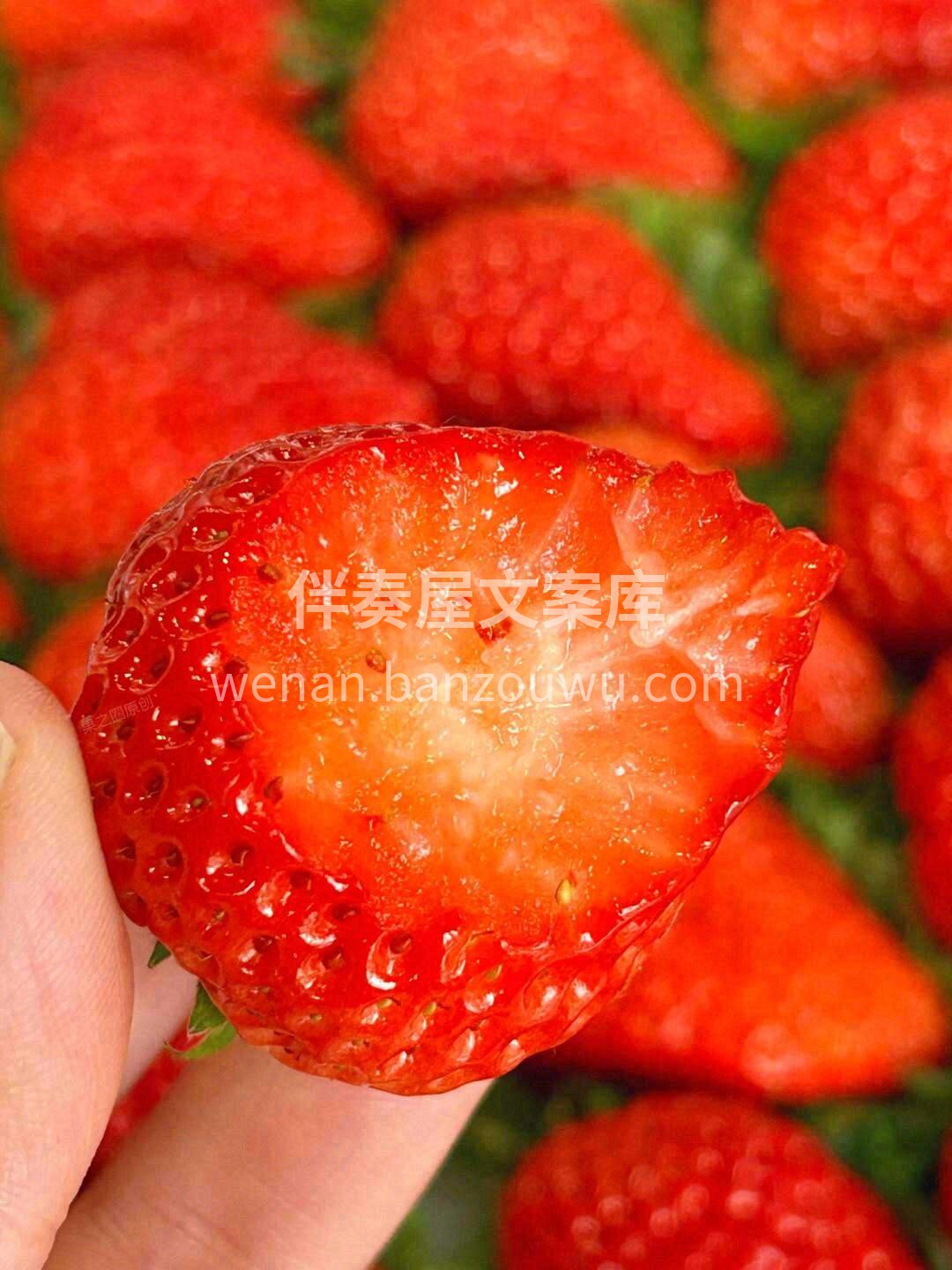 🍓一颗红颜草莓自然红透的小可爱谁能不爱呢 配图1