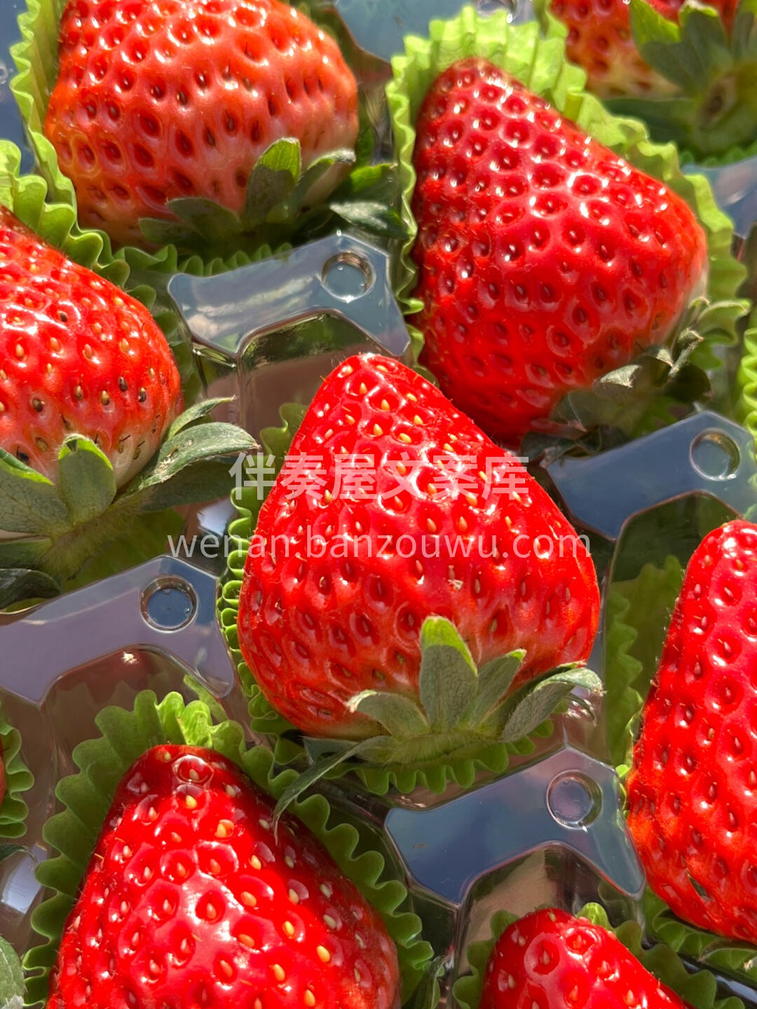今日份的草莓🍓 “😋每一口都是精华，从头 配图2