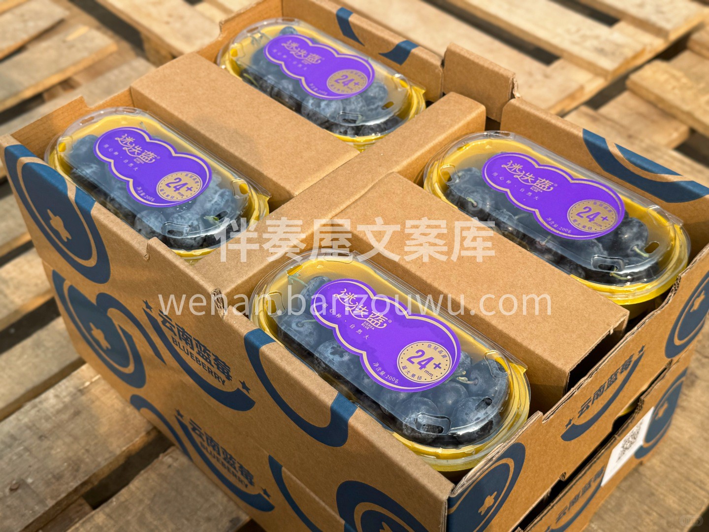 ✨——迷迭蓝！24+超大果 ❤️颗颗饱满 配图3
