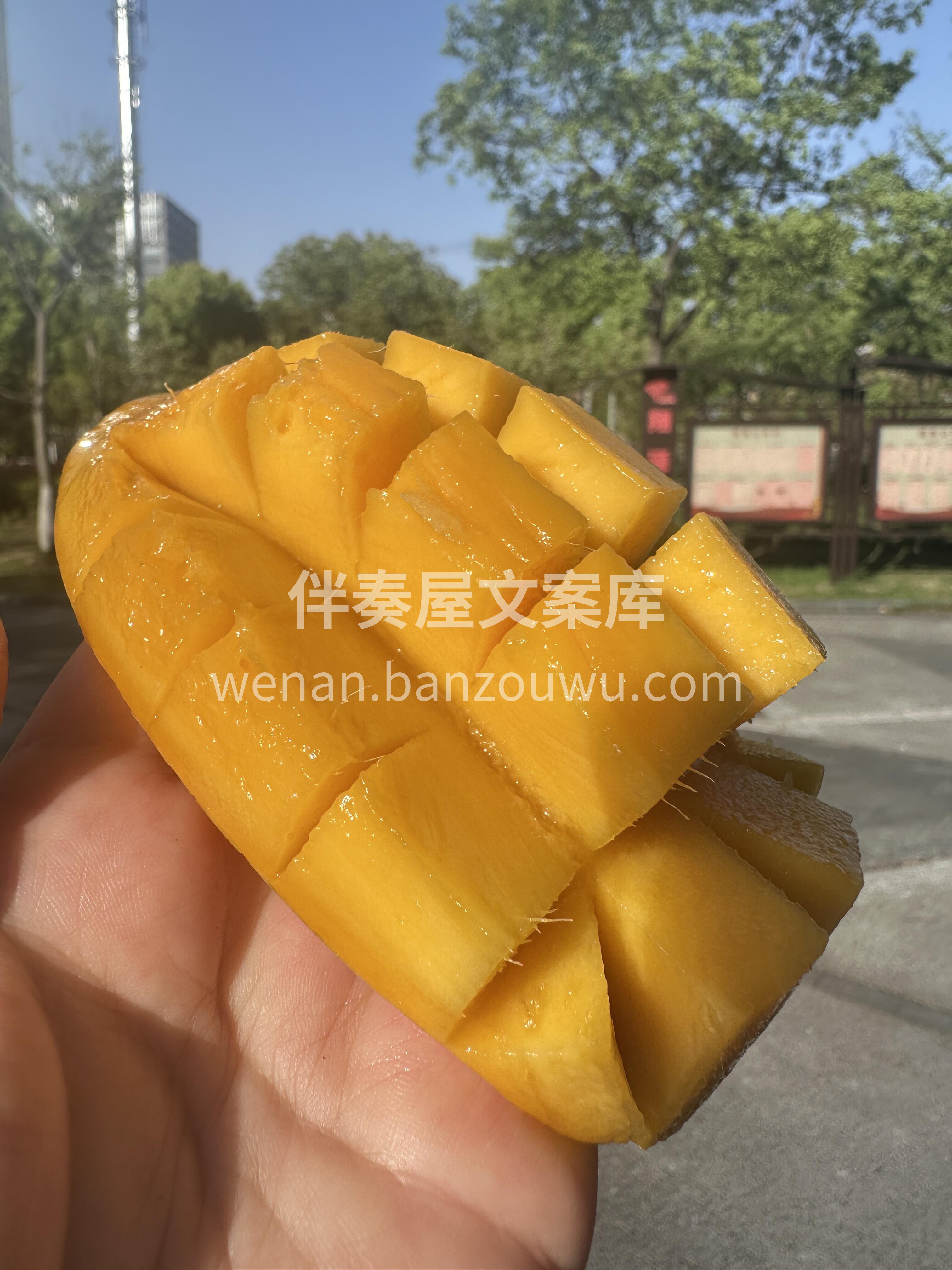 🥭水仙芒甜到冒泡！ 果肉细腻、香气浓郁、