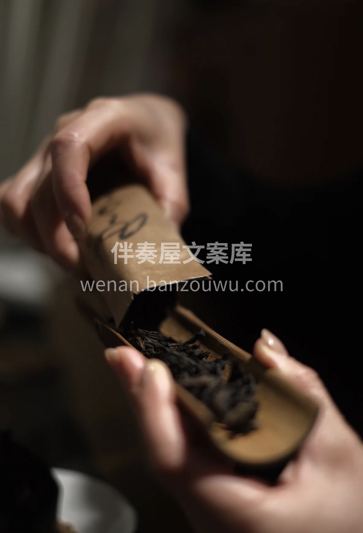 春茶正当季，清香最动人。文山包种轻发酵工 配图1
