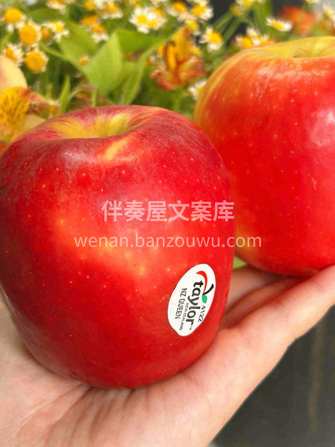最娇艳的苹果🍎，每一面都如太阳照耀️得红 配图3