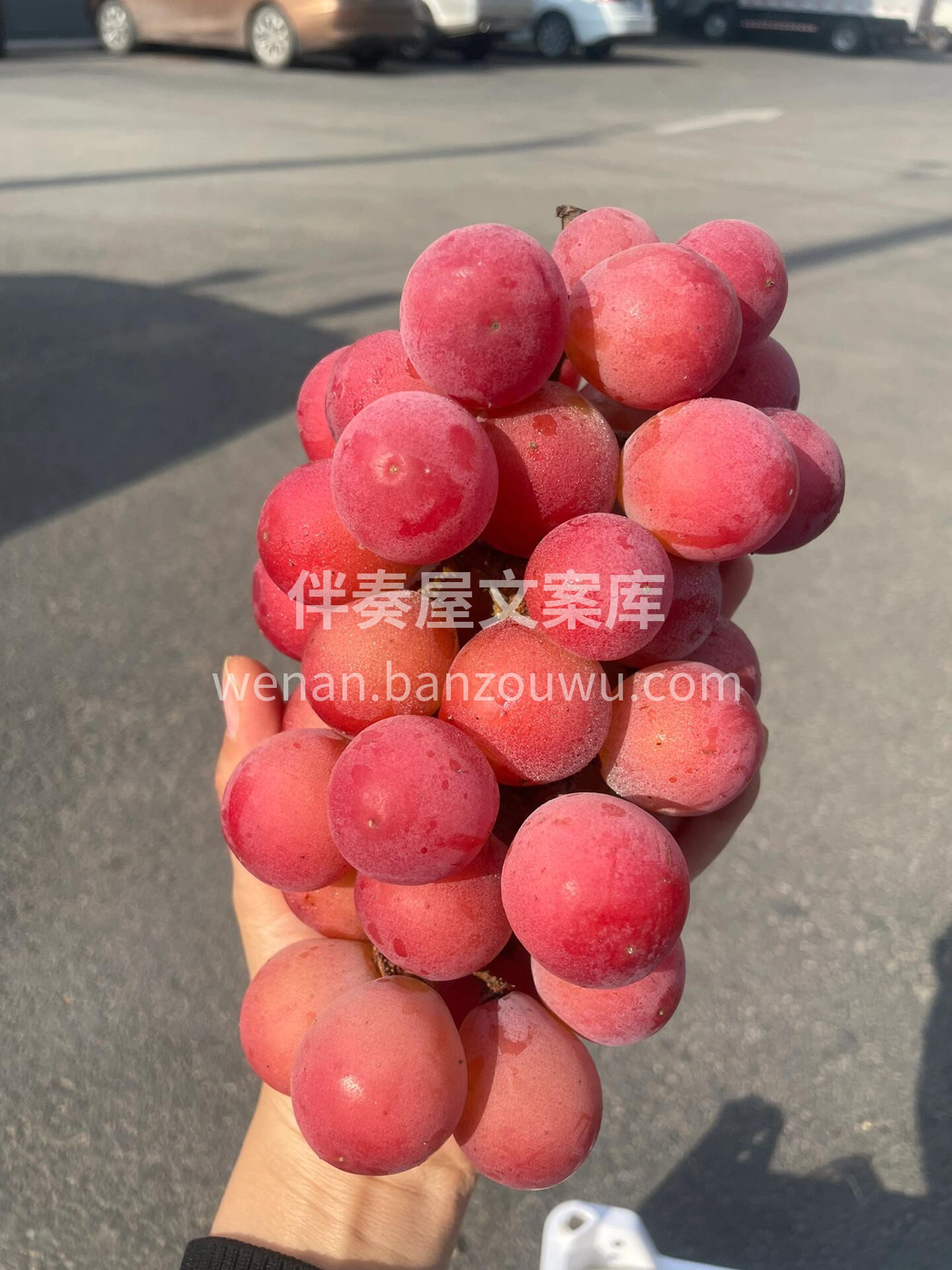🍃🍃妮娜皇后葡萄🍇树上公主🌿树下皇后👑葡 配图2