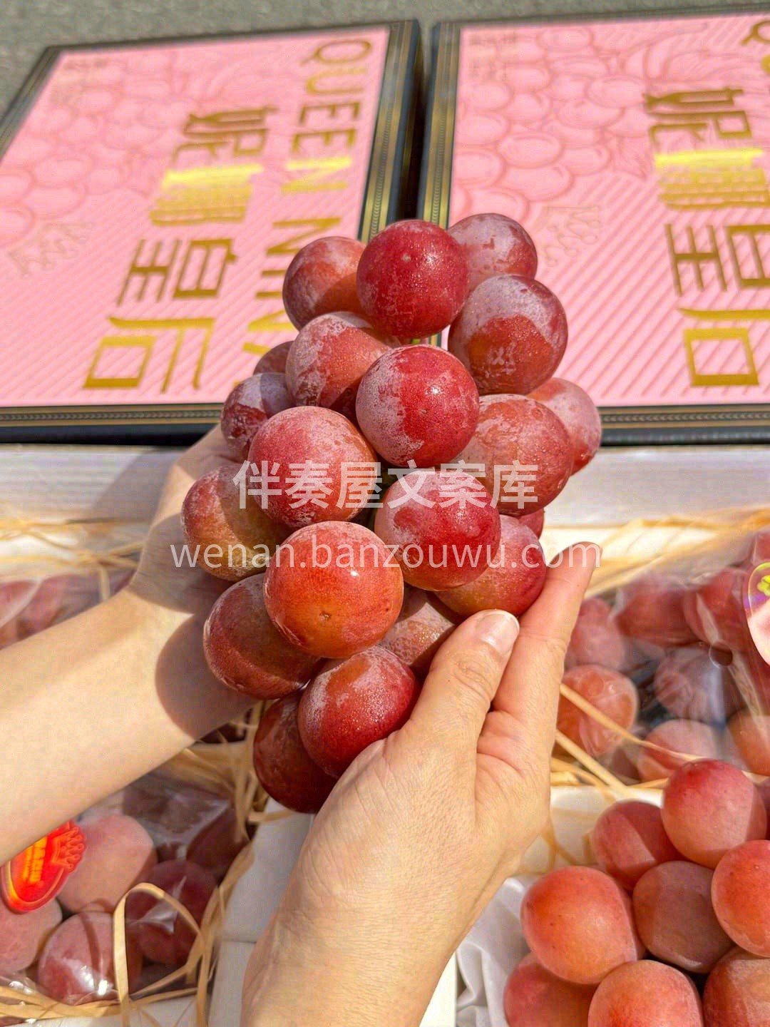 🍇提子界的“超级女王👑”——妮娜皇后提子 配图3