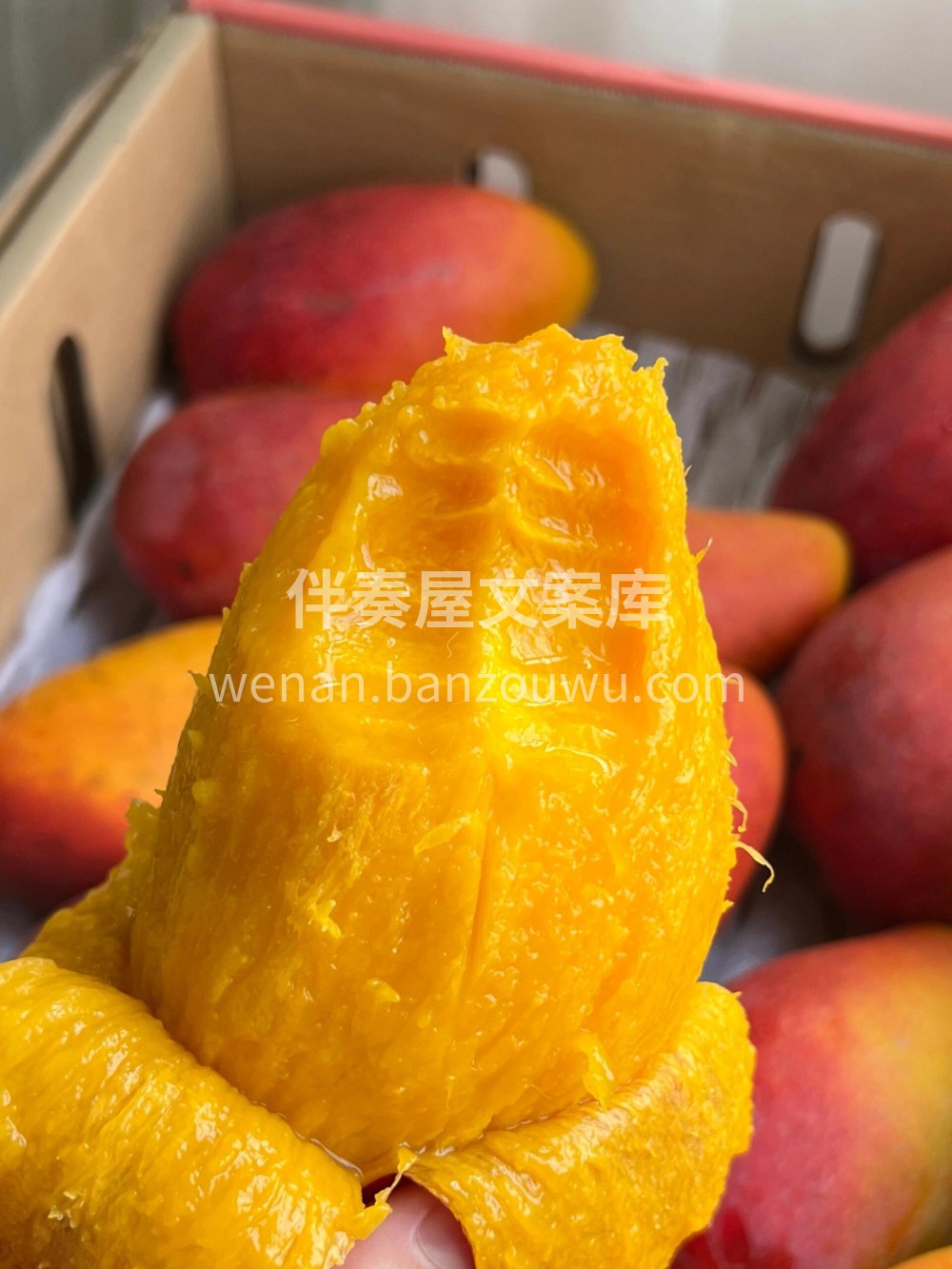 🥭 树上熟贵妃芒堪称一绝 😍爱了爱了甜度 配图1