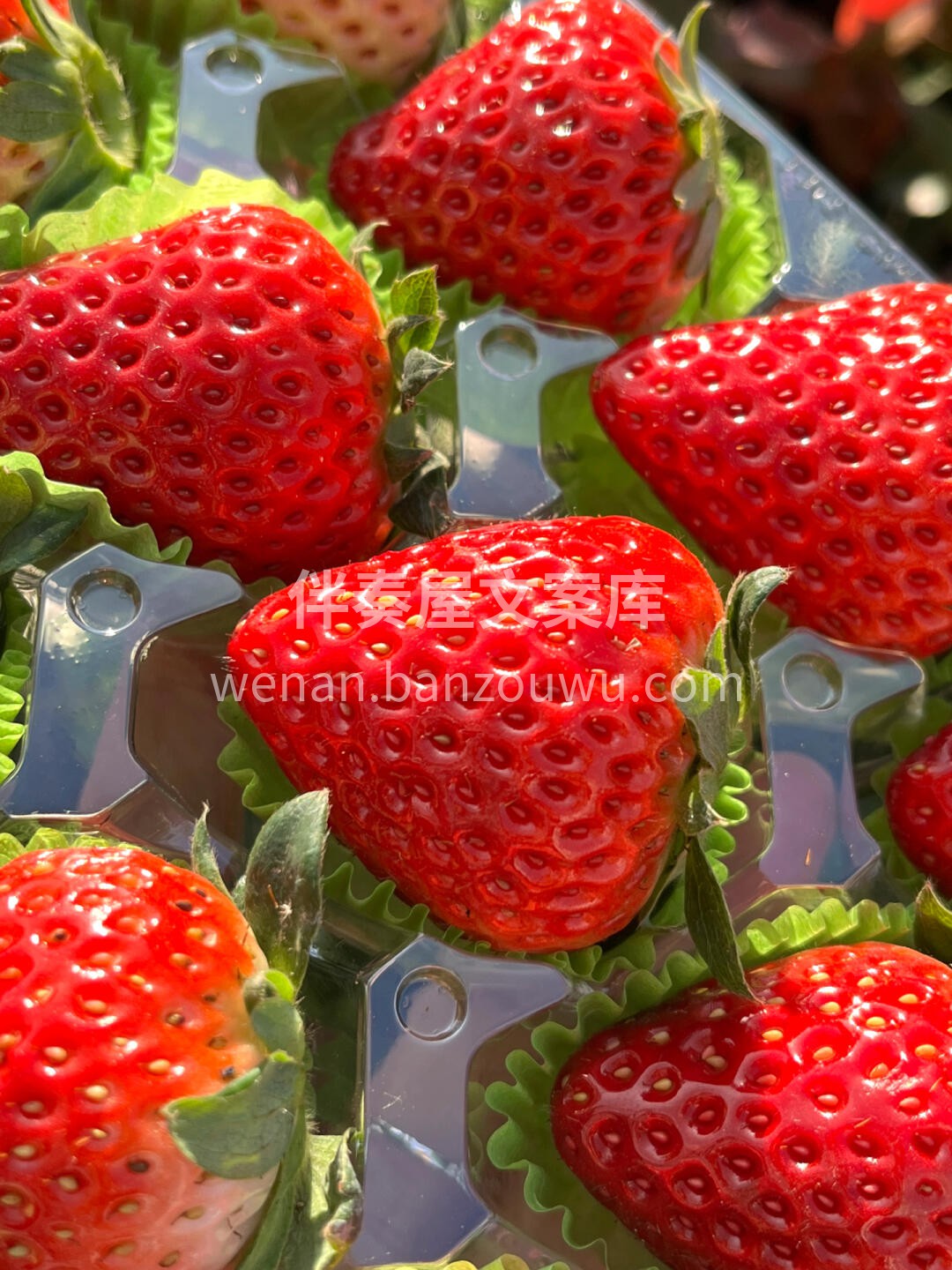 今日份的草莓🍓 “😋每一口都是精华，从头 配图3