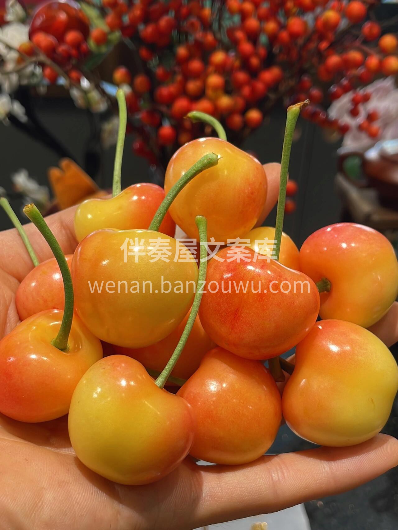 会“脸红”的樱桃，🍒表皮粉嫩得吹弹可破， 配图2