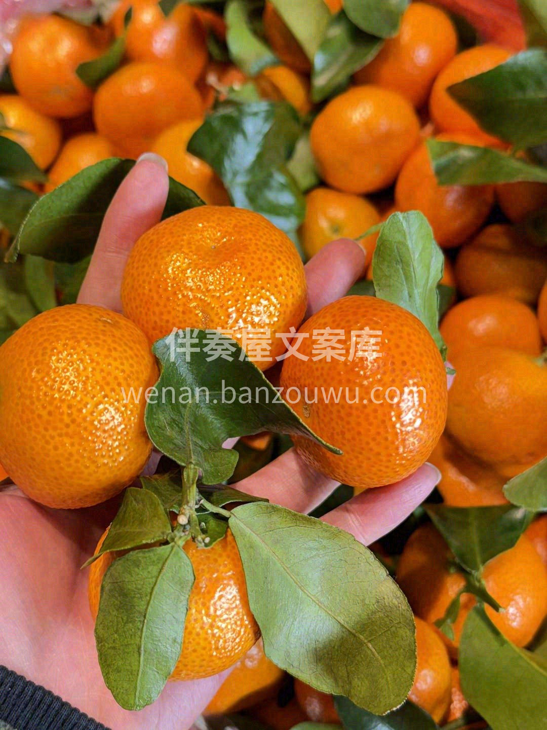 我宣布🙋，以后咱家的砂糖橘的出品条件📣： 配图3