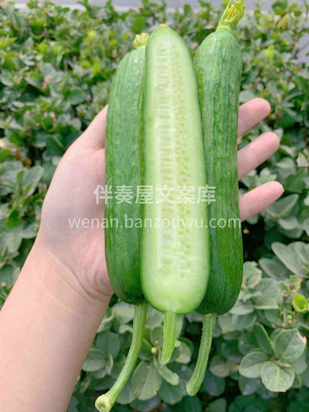 👍去火神器水果黄瓜新货到 上火来一根🔥  配图3
