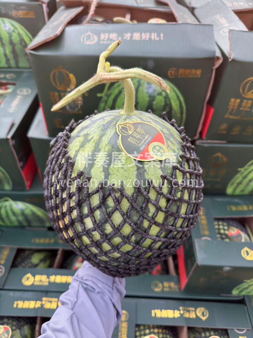 今日水果live翡翠蒂麒麟西瓜🍉 比李明 配图3