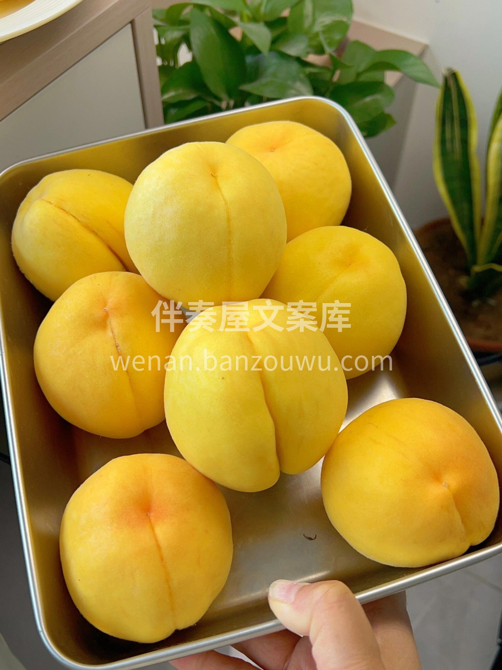 🍑黄桃新鲜到货‼️营养丰富✨，桃香四溢♨ 配图3