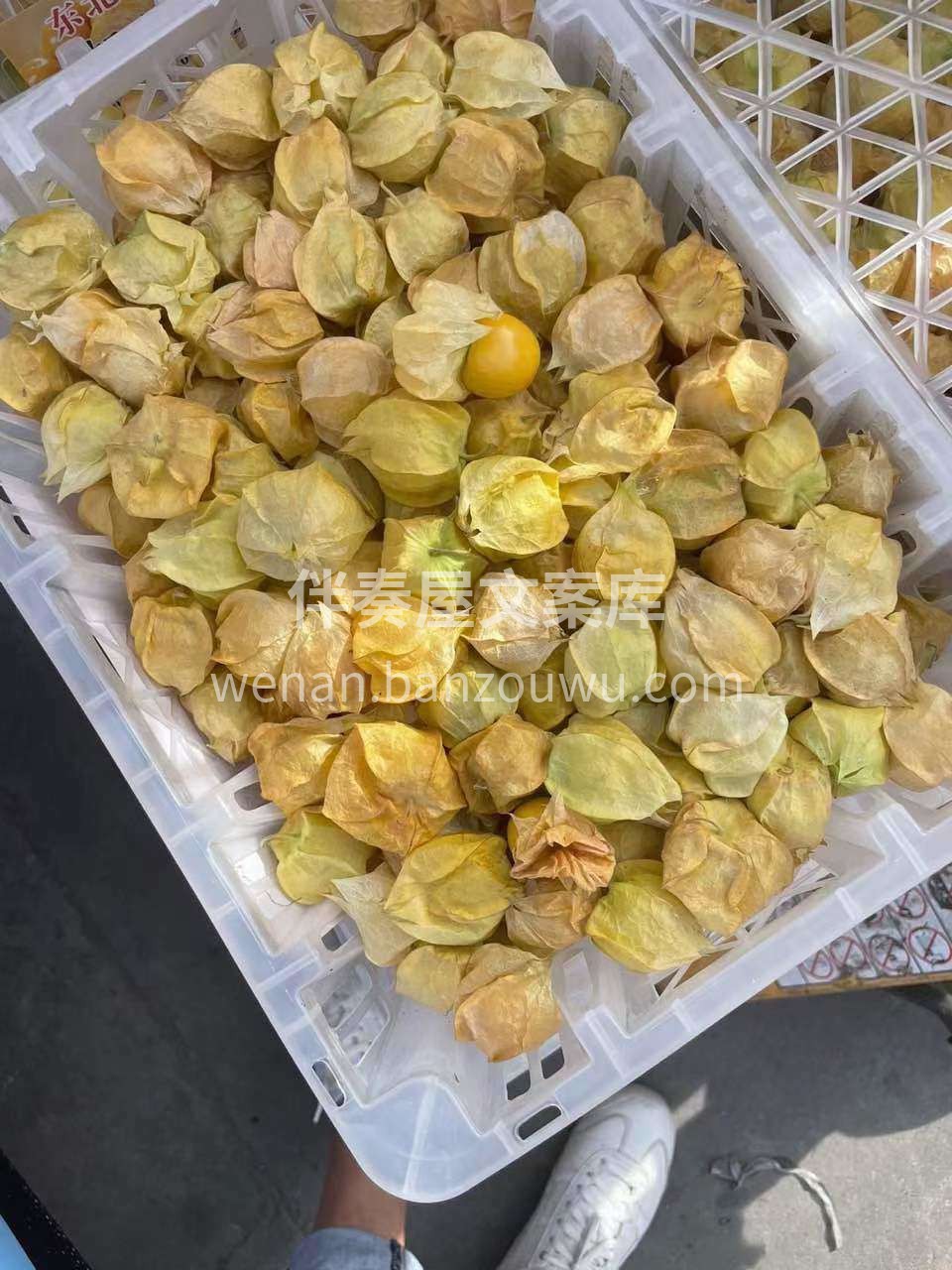 阳光下的姑娘果🤩 好赞它可混身是宝️ 保 配图2
