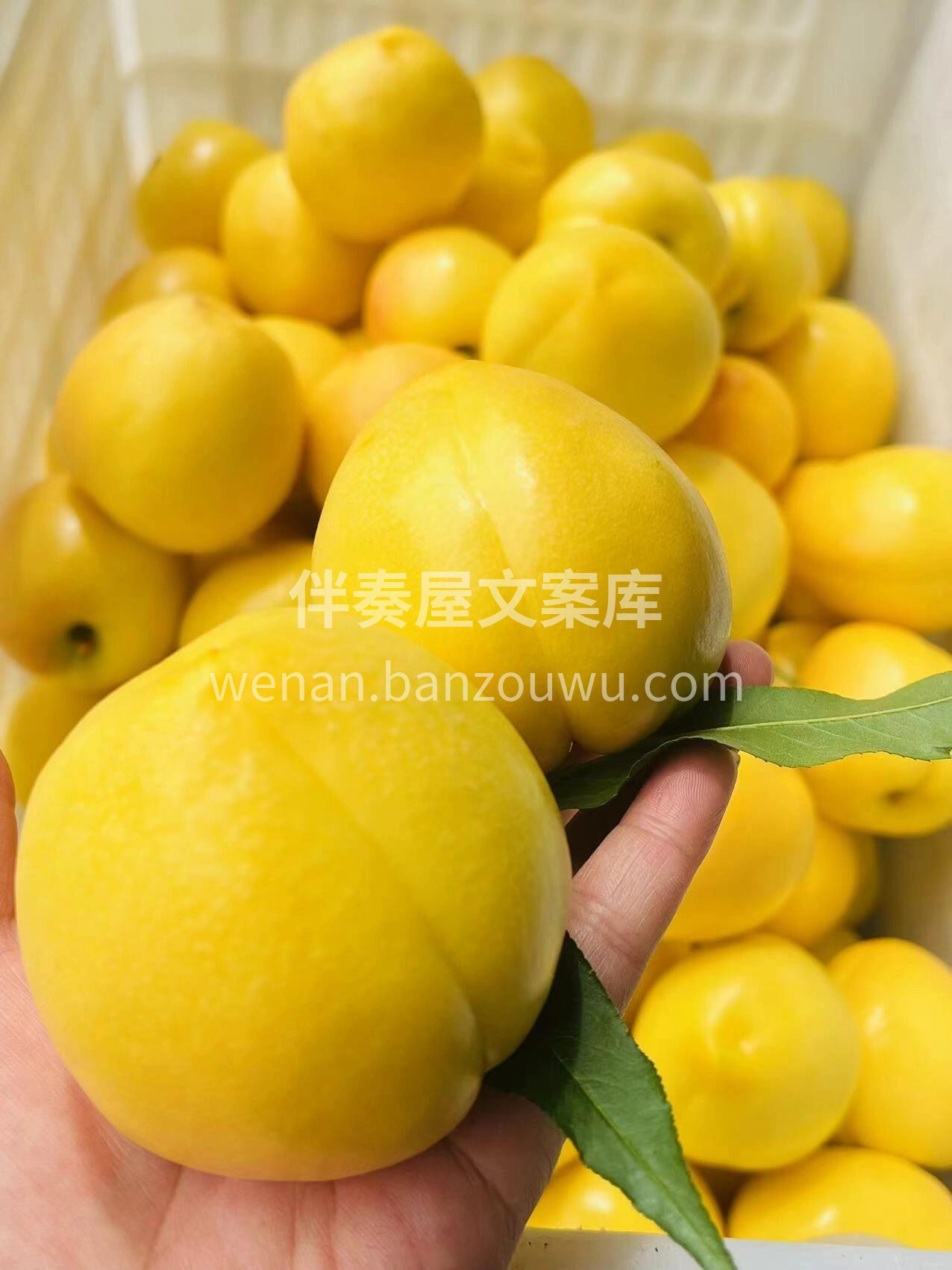 哪款油桃最让你怀念😘集香味➕甜度➕水份➕ 配图2