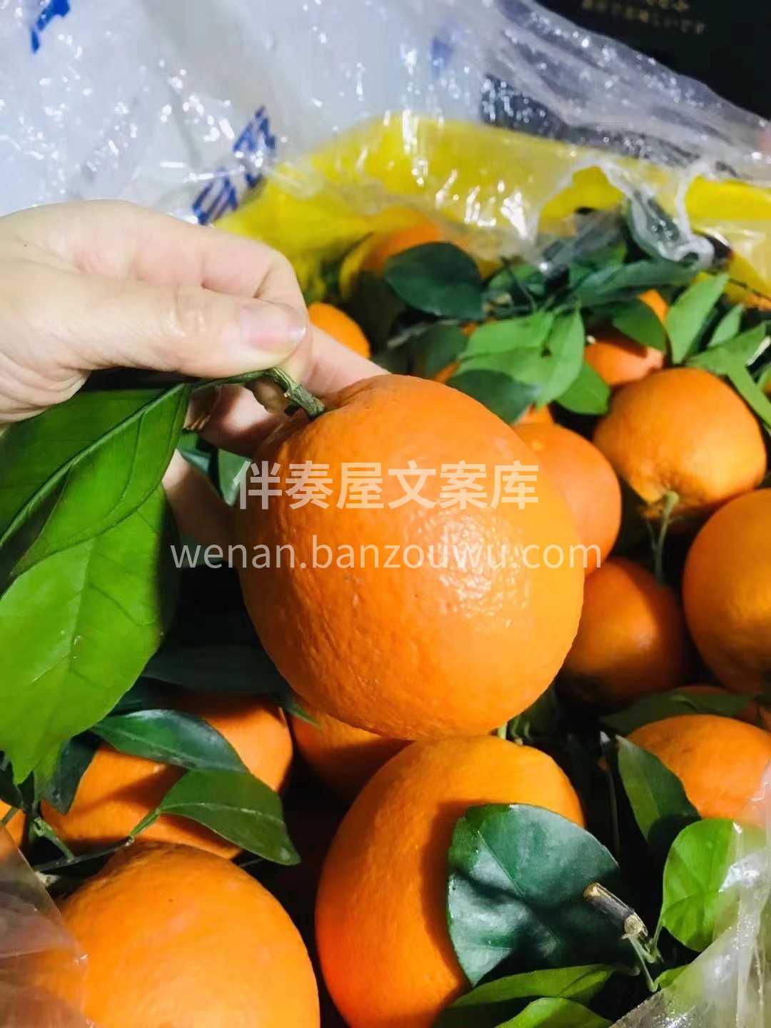 赣南脐橙的肉质爽嫩、化渣。那饱满芬芳的橙 配图1