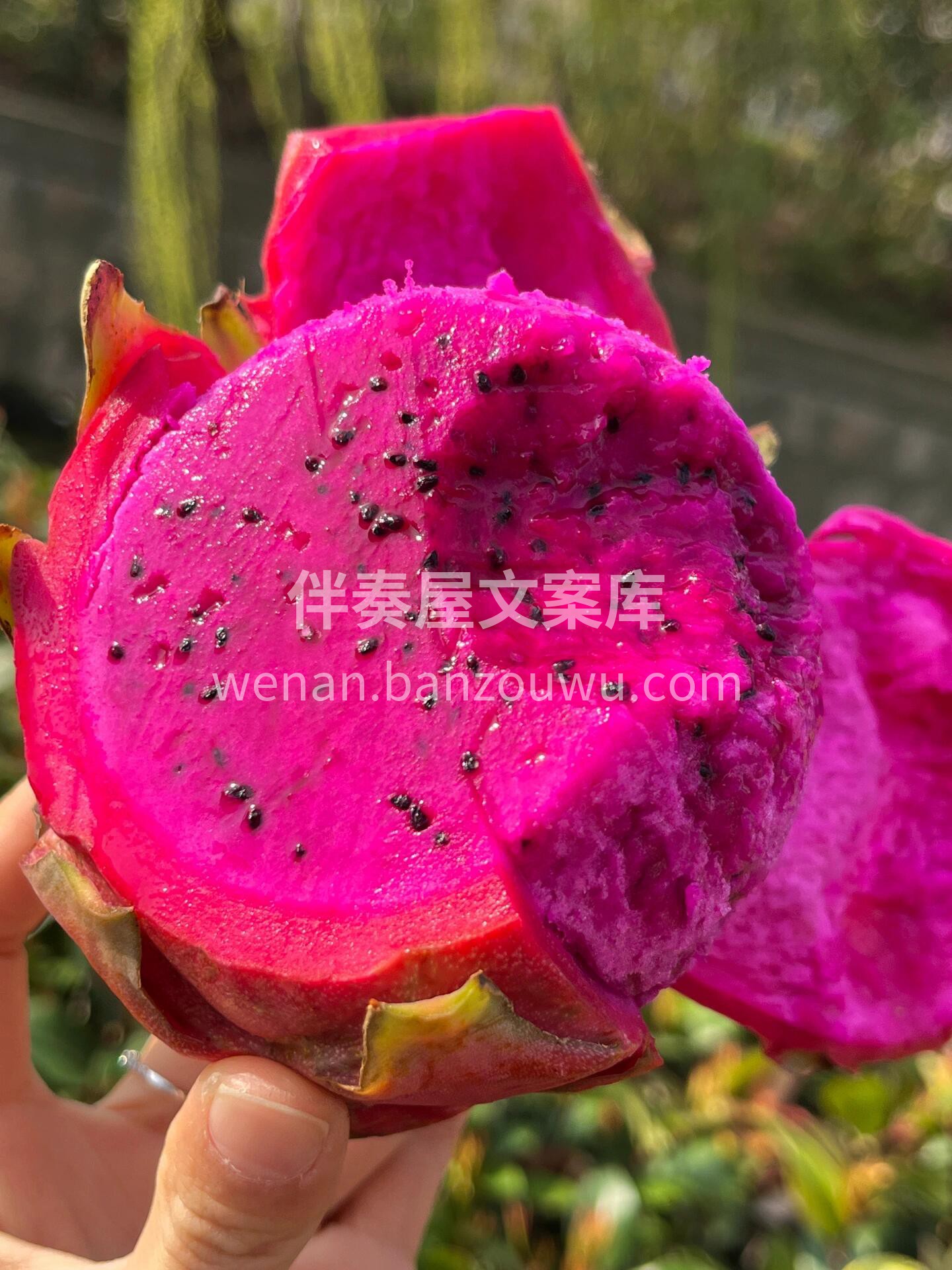 🔥海南蜜宝红心火龙果 实拍‼️入口鲜嫩多 配图3