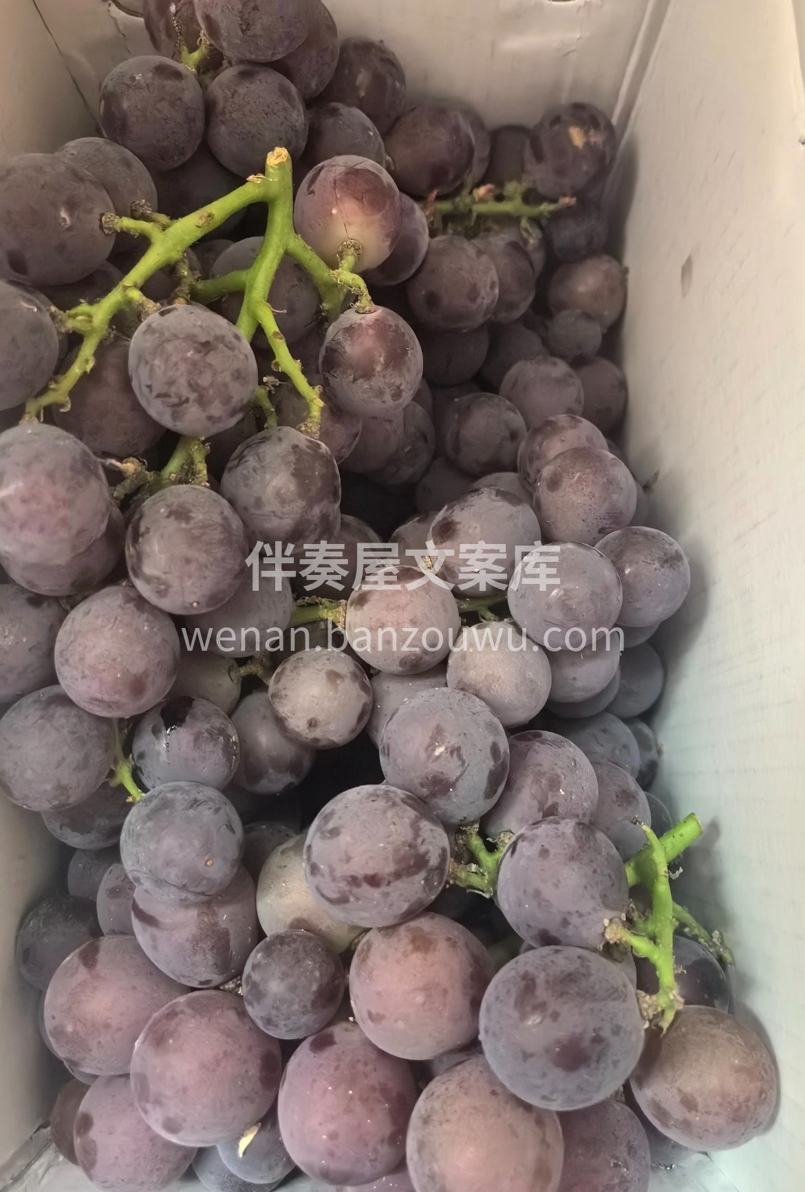 今日分享-浦江飓风葡萄🍇 口感浓甜带香‼ 配图2