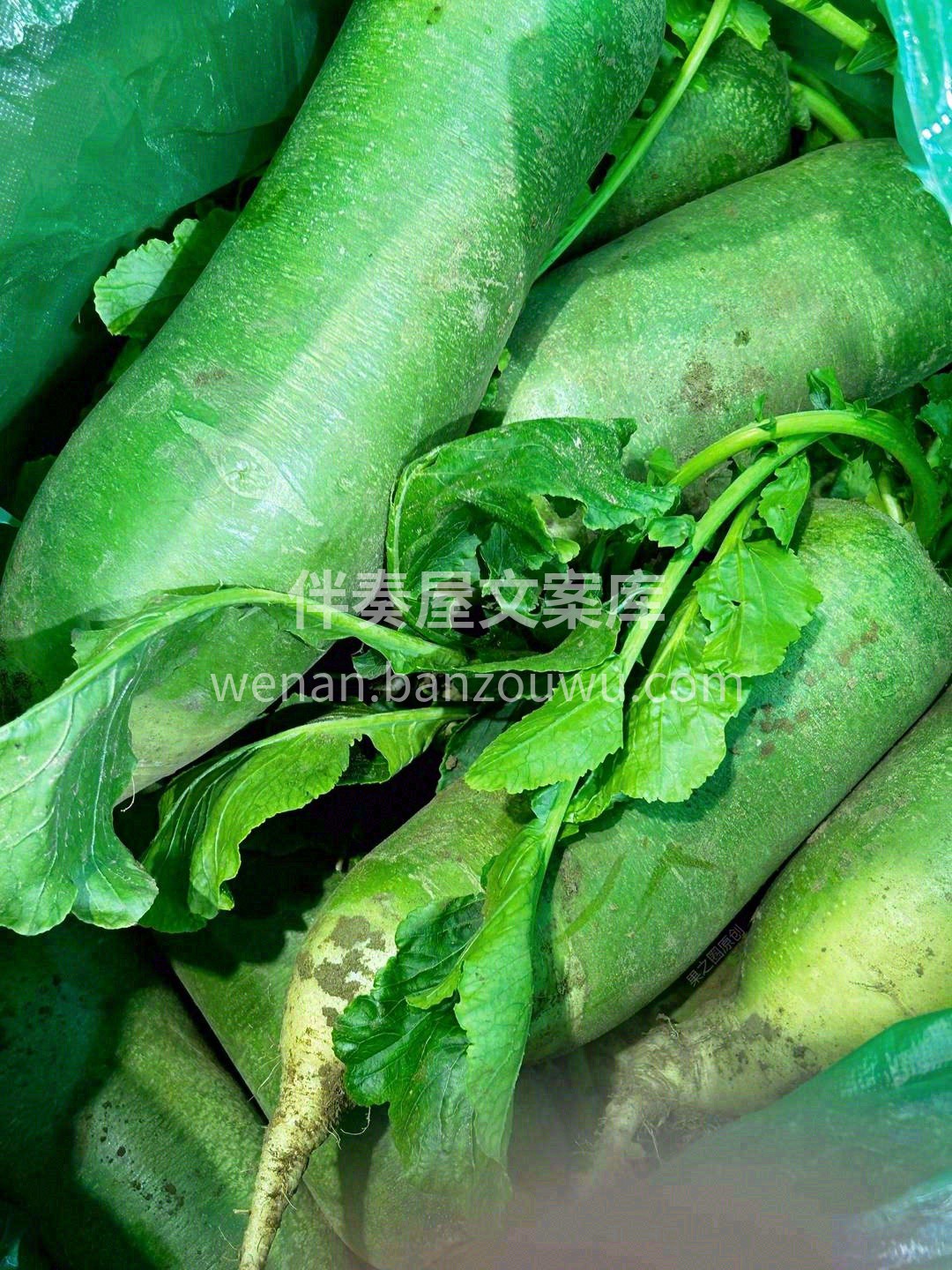 冬日里的零食“水果萝卜”🥒 来一口，嘎嘣 配图3