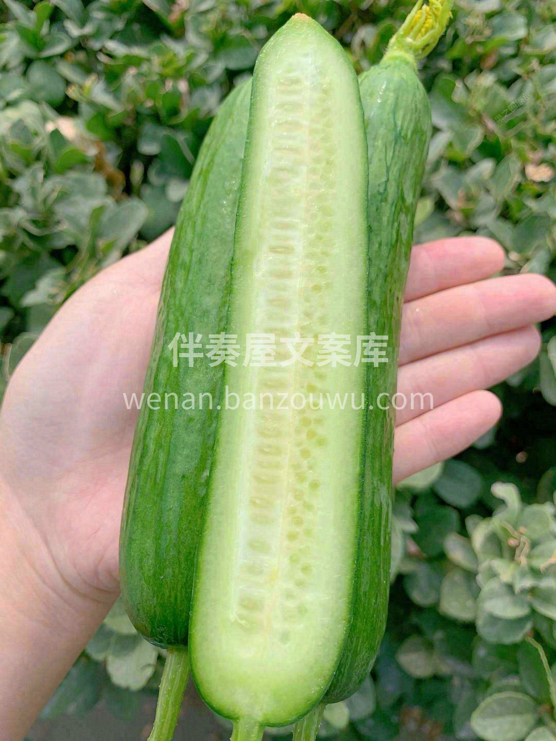 👍去火神器水果黄瓜新货到 上火来一根🔥  配图1