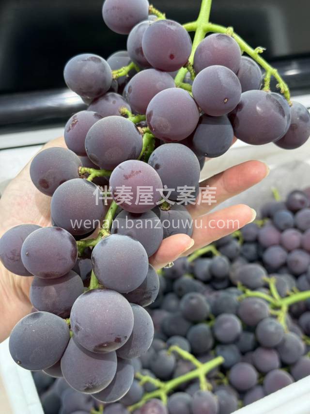 一眼爱上，一口沦陷😀😍 《巨峰葡萄🍇》继 配图2