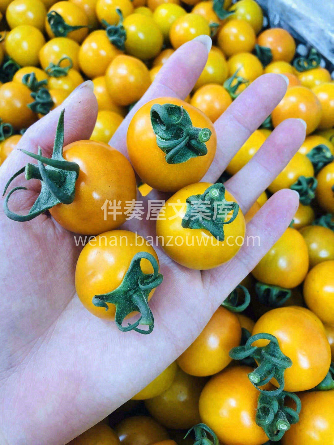 今天的好心情从一份可以爆浆的阳光小番茄开 配图1