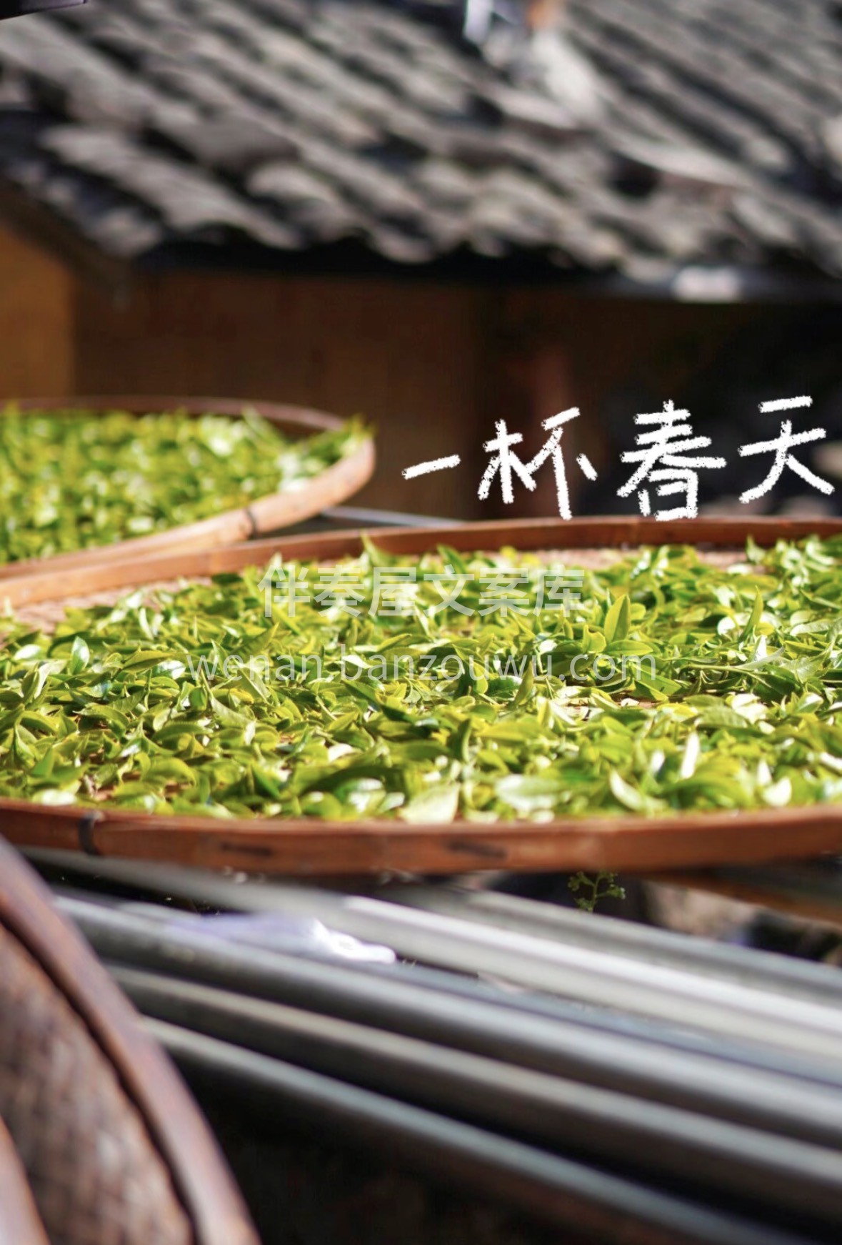 2026头春云南绿茶上新！大叶种嫩采，高 配图1