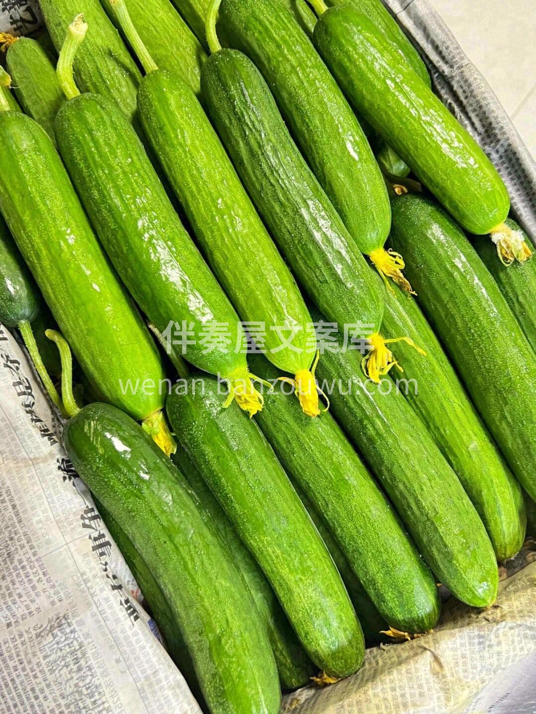 人们一般称它为“迷你小黄瓜” 🥒吃起来的 配图2