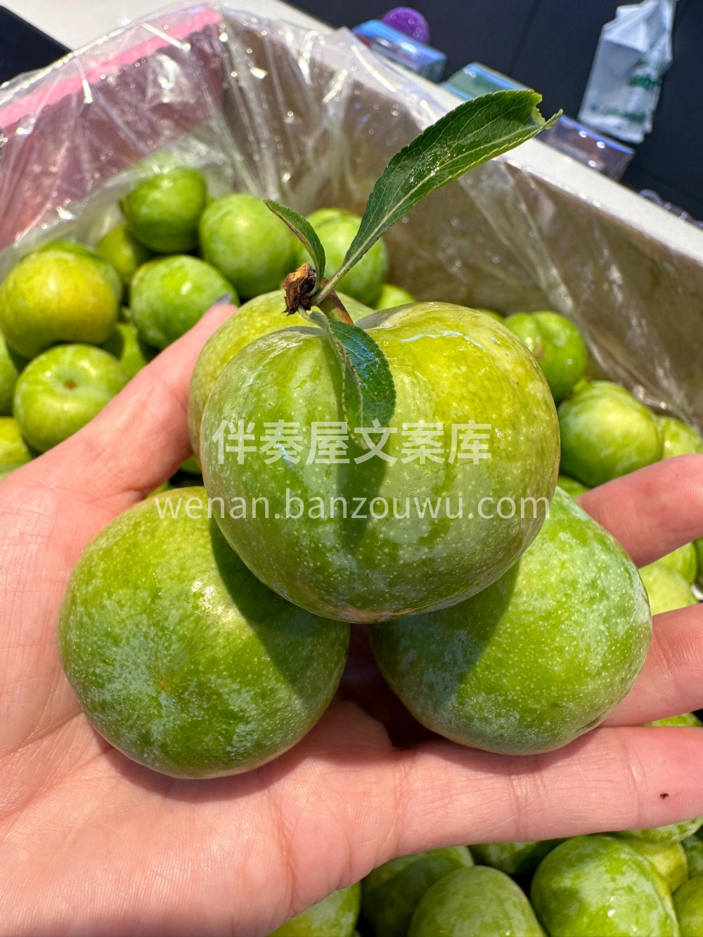蜂糖李新鲜到货！🥳撕开薄皮，琥珀色果肉裹 配图3