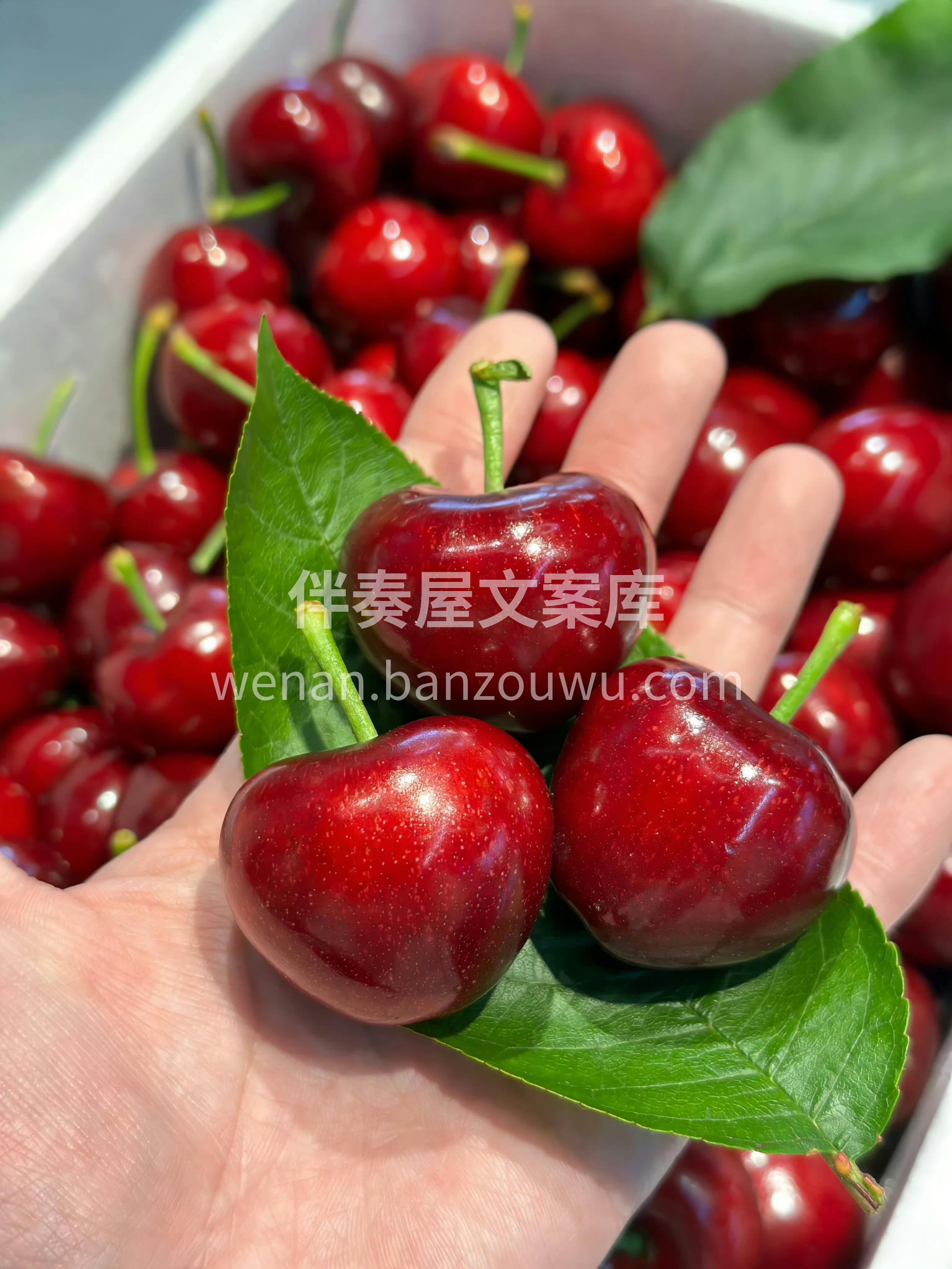 🍒五月樱桃火热上线！ 颗颗爆甜，美早樱桃 配图3