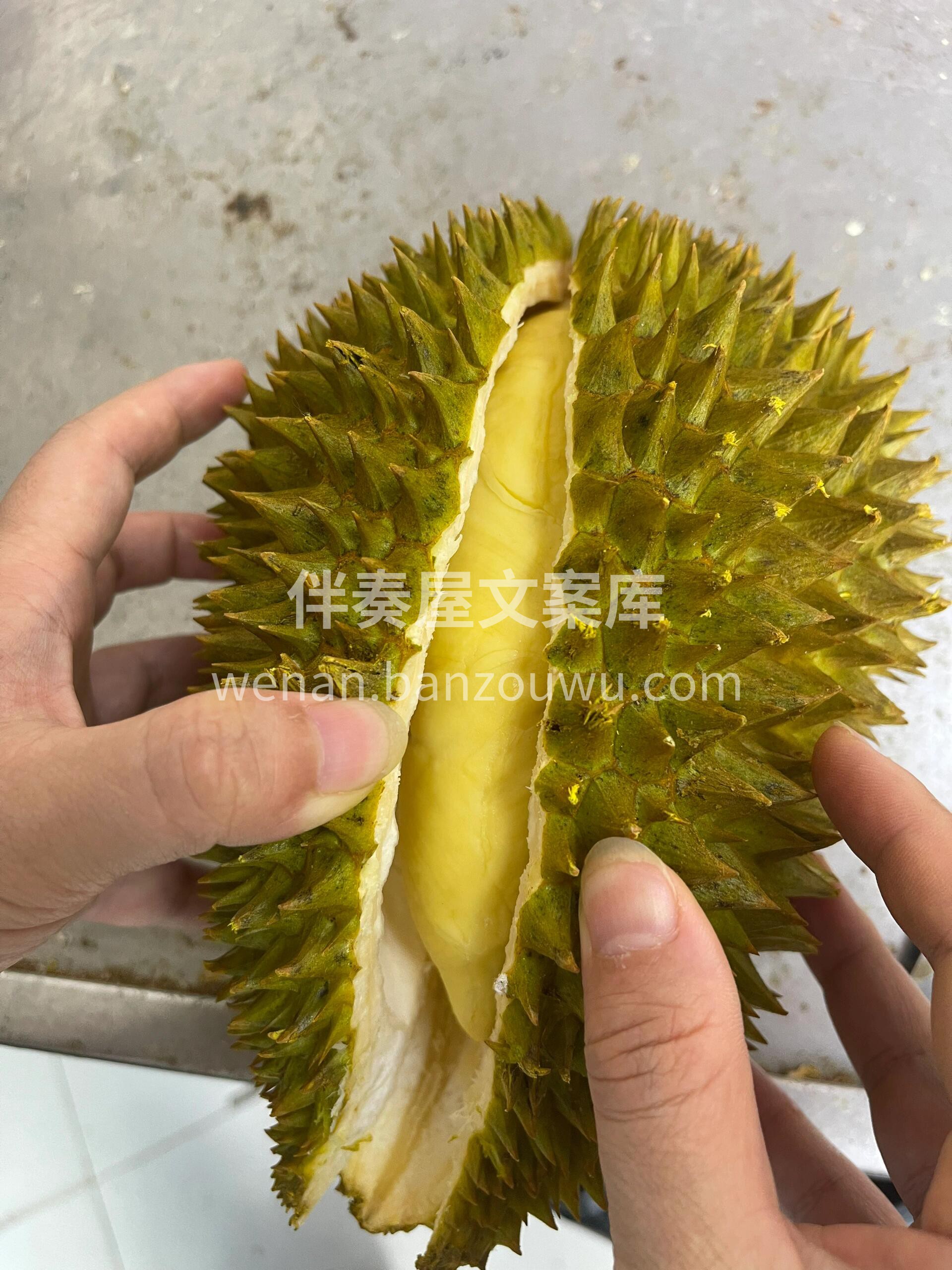 🧡疯狂报恩的树熟金枕榴莲 ✅持续出单，香 配图3
