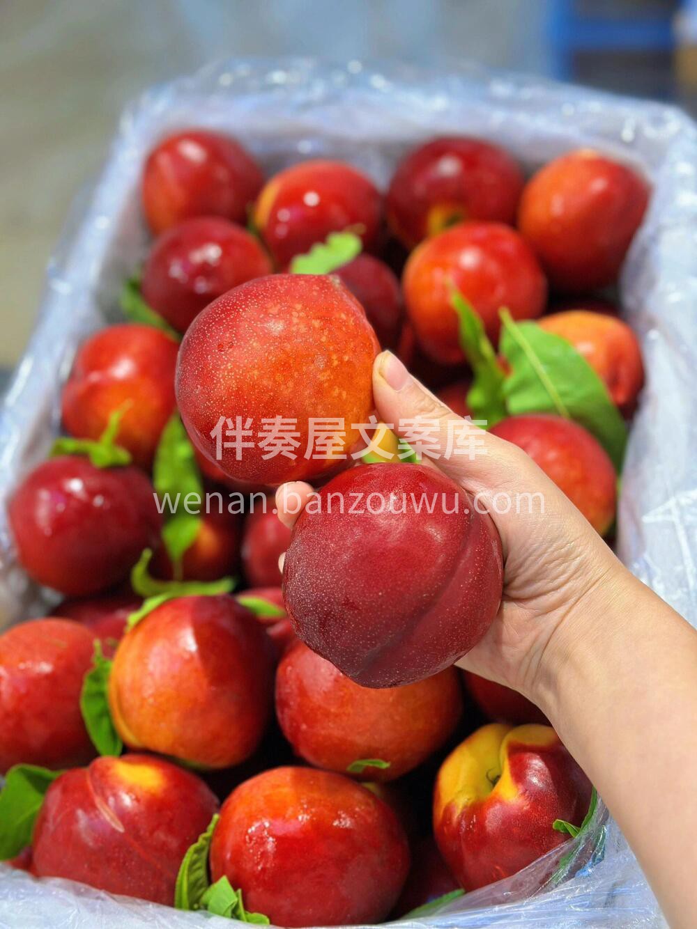 🍭甜甜的入口咔滋脆 ❤️放软后柔软多汁🍹 配图2