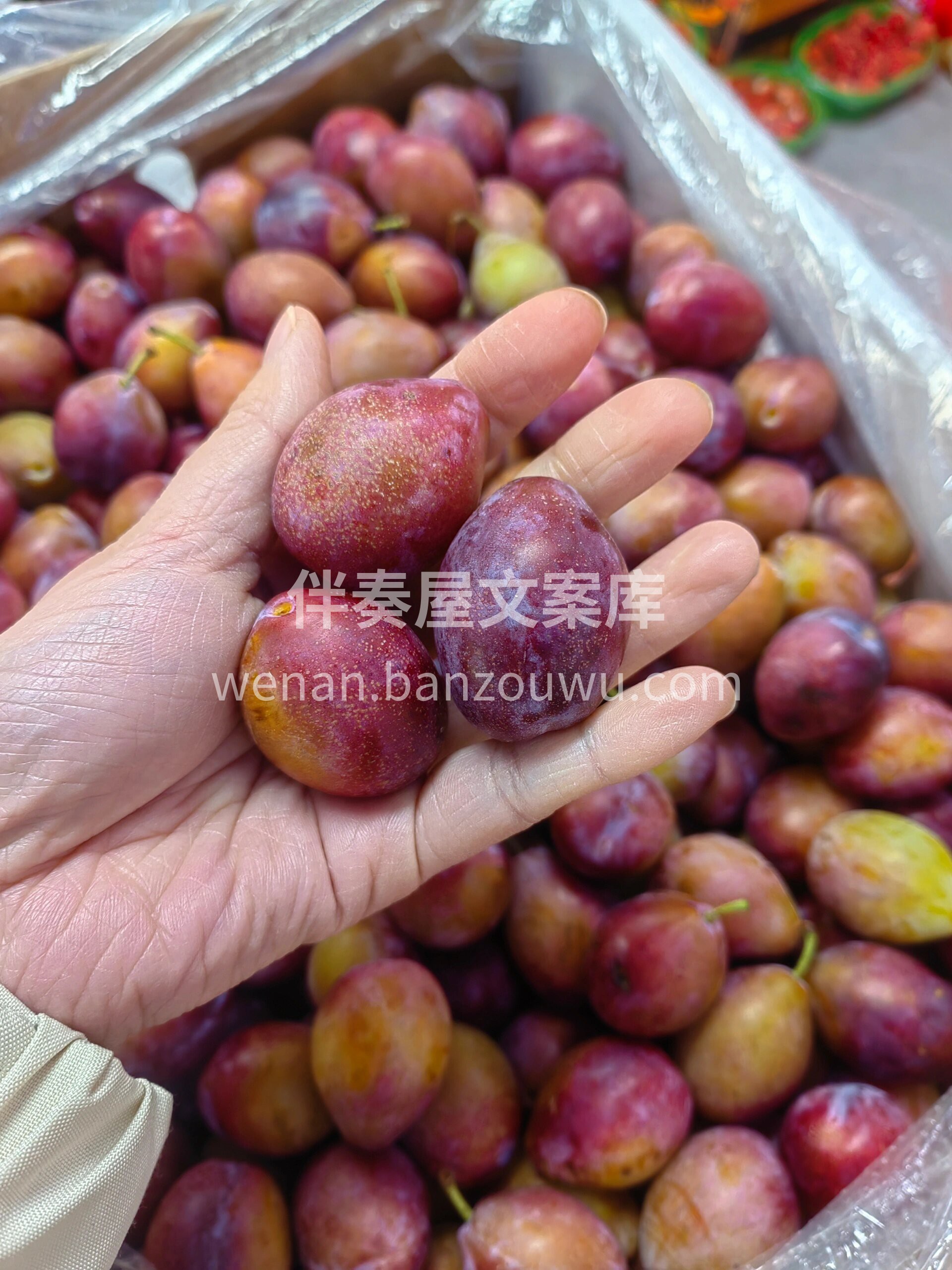 西梅～“西”欢你“梅”道理?香味浓郁甜蜜 配图2