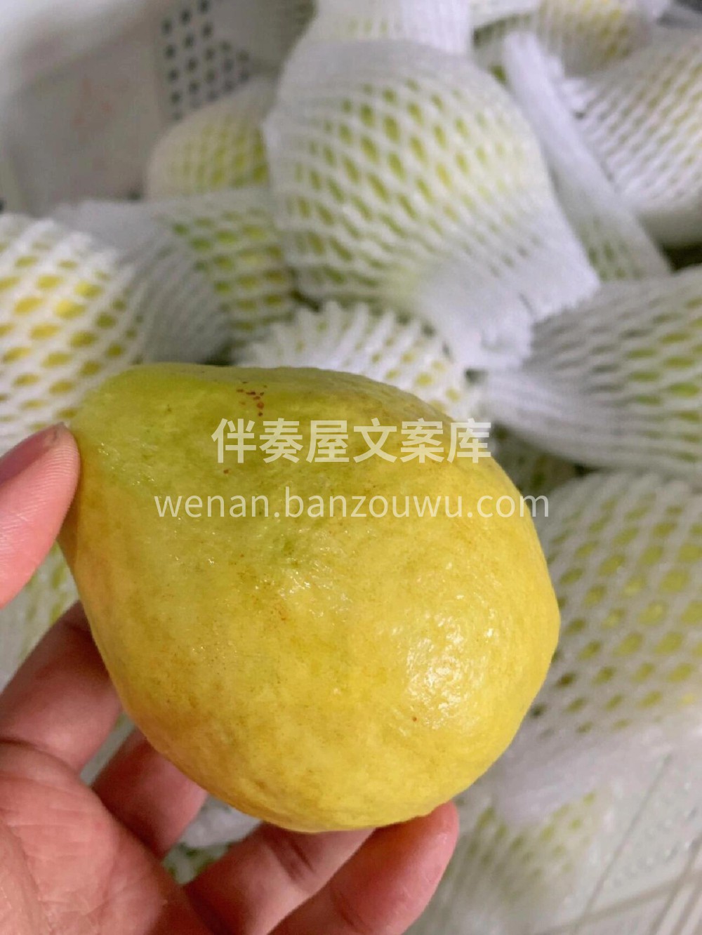 🌟黄金奶油芭乐✅回归放到微软的程度 撩人 配图3