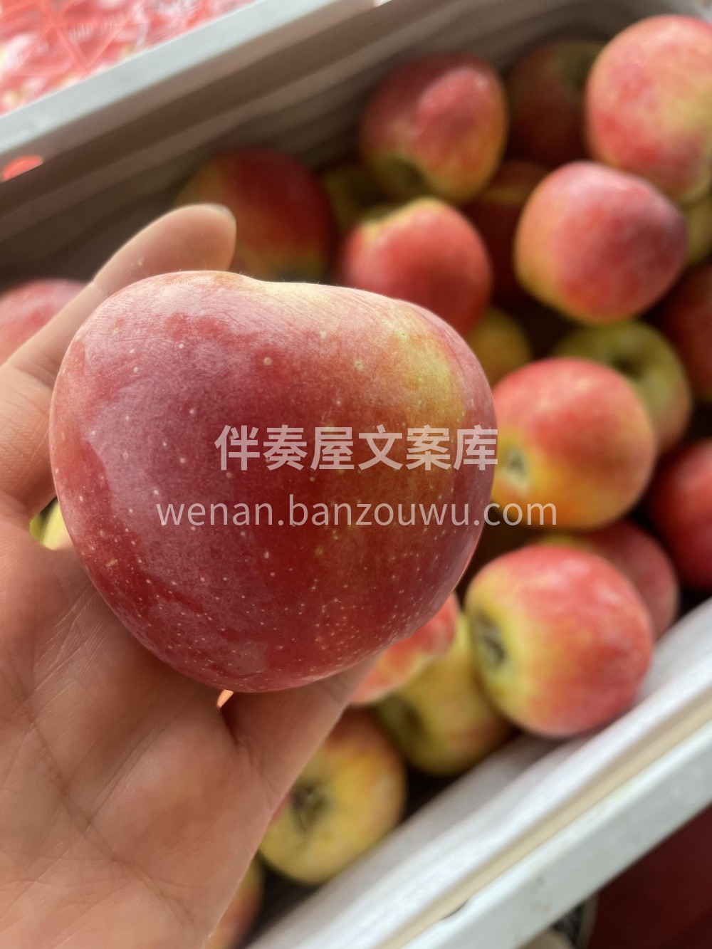 云南小苹果🍎脆 嫩 香 甜🍭带着一丝淡淡 配图1