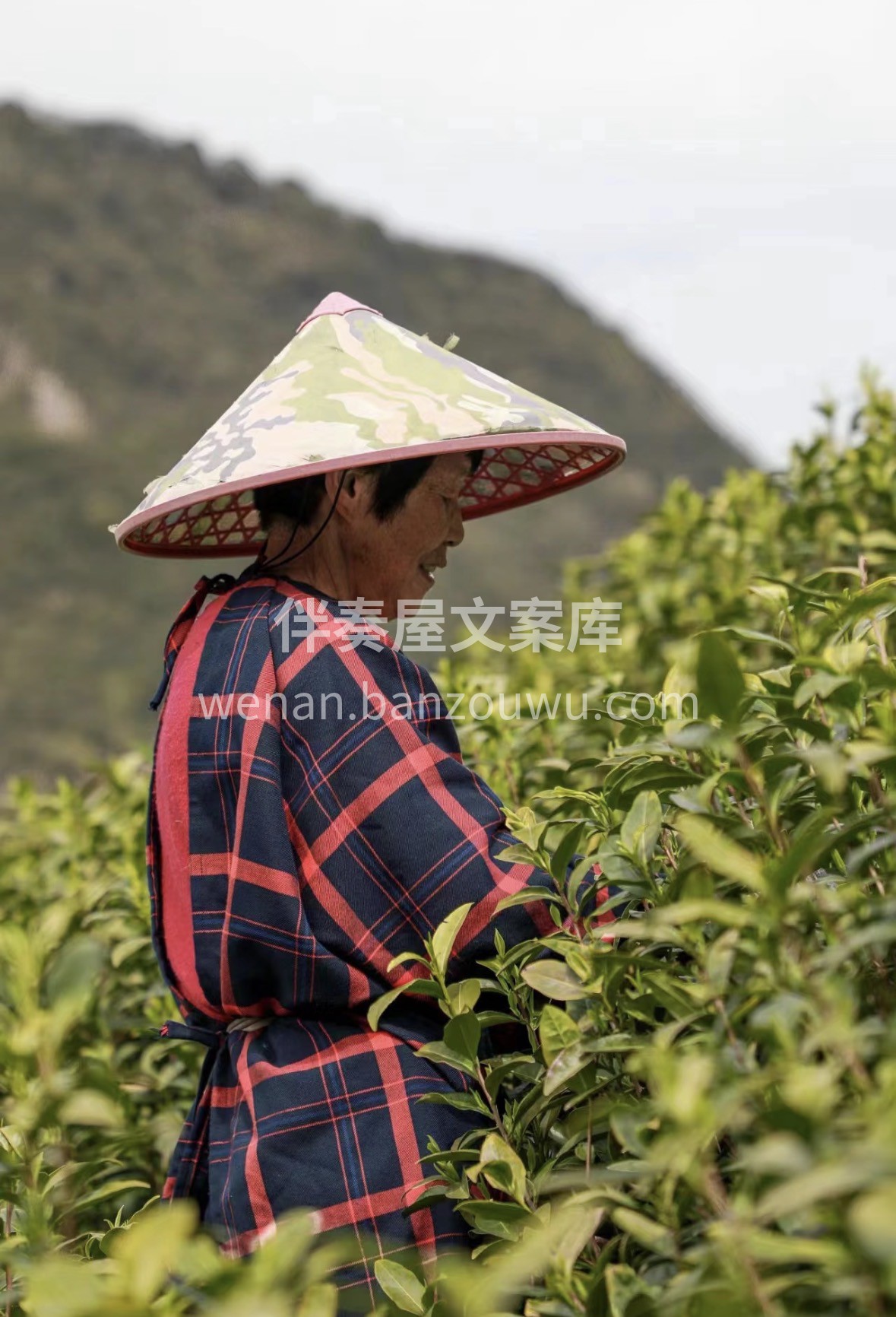 三月春茶季｜莫干黄芽限量发售 高山云雾茶 配图2
