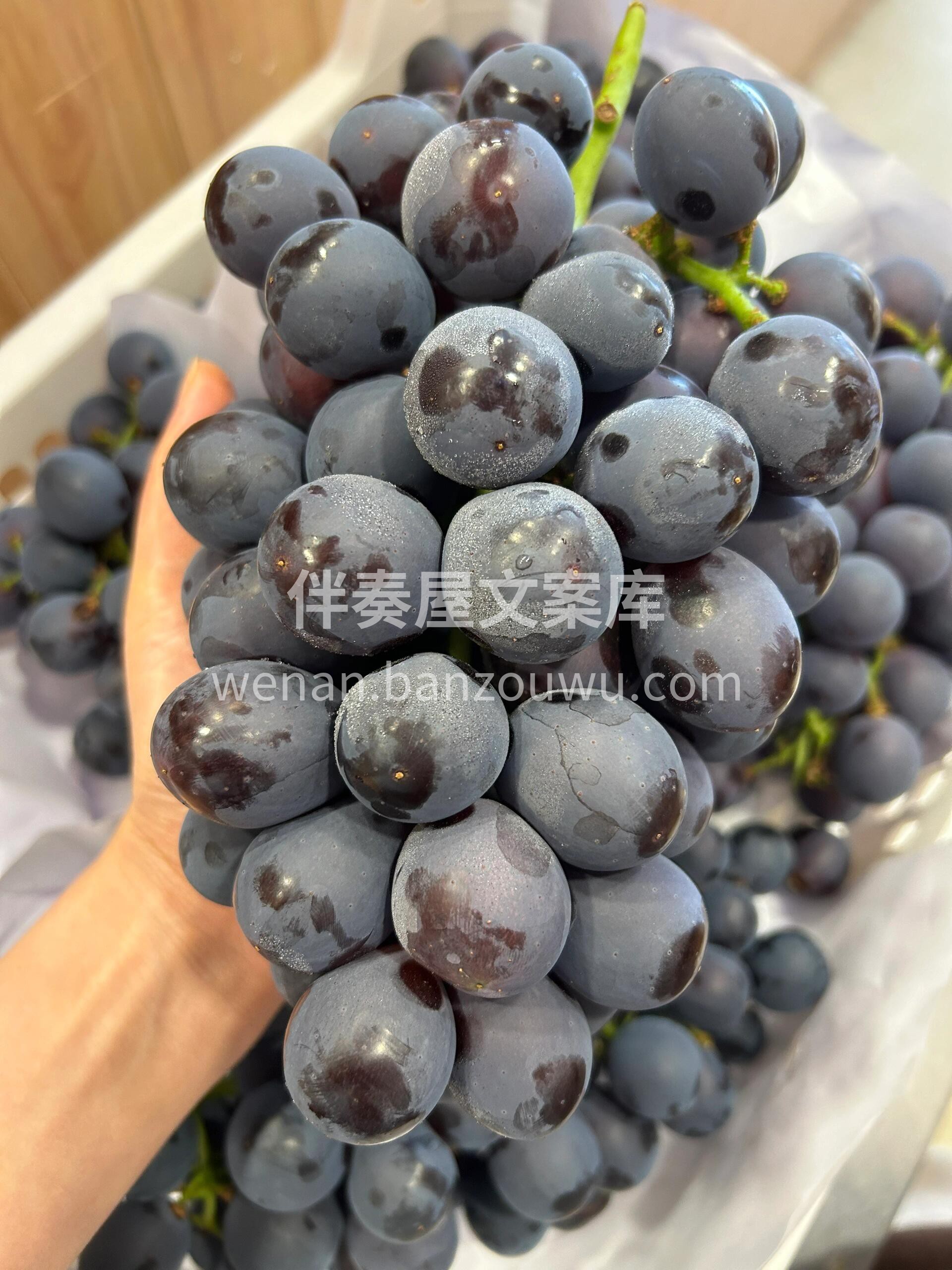 🍇夏黑葡萄简直是葡萄界的“万人迷”💃 富 配图1