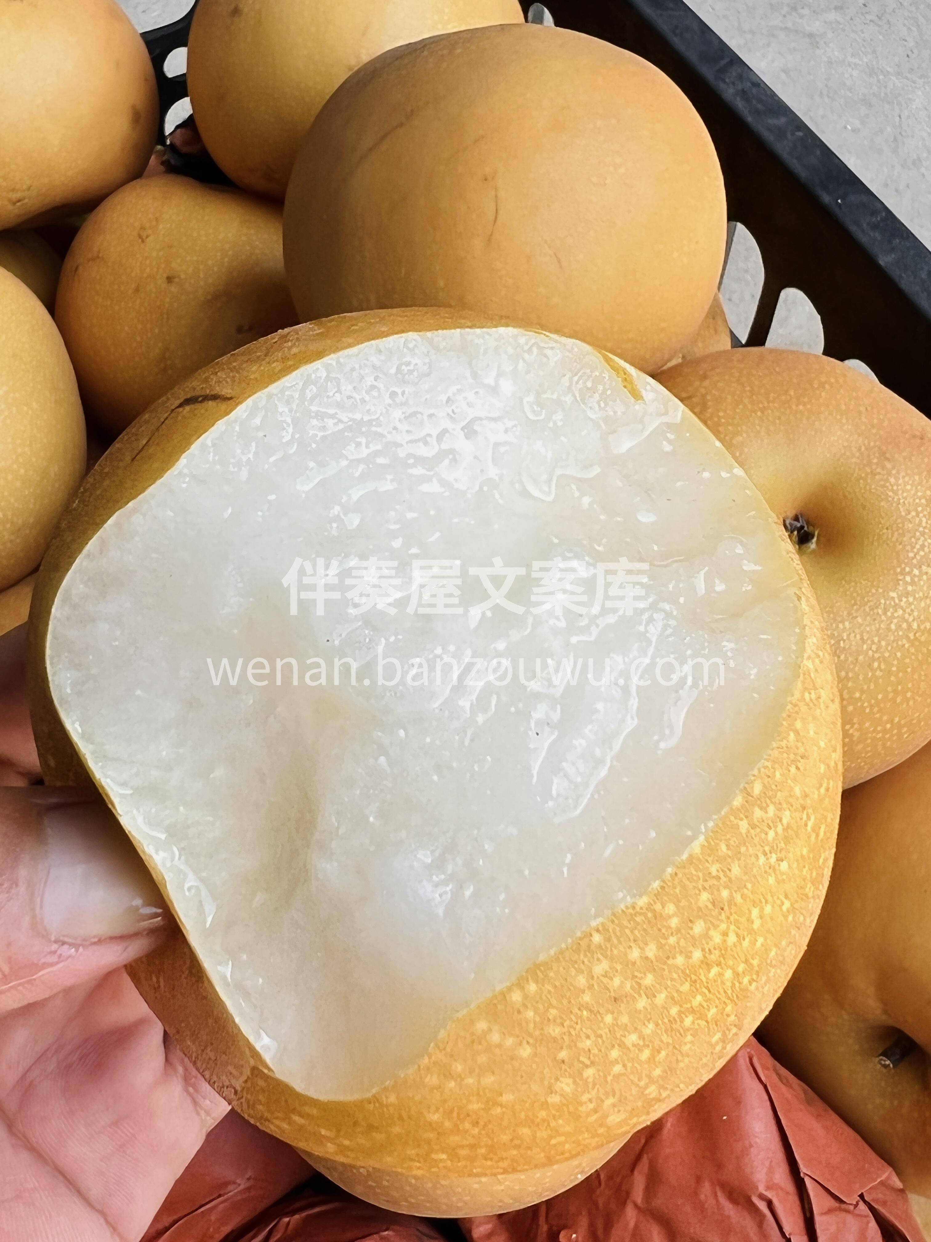梨子届的白月光❗️ 秋月梨🍐一天一颗秋月 配图2