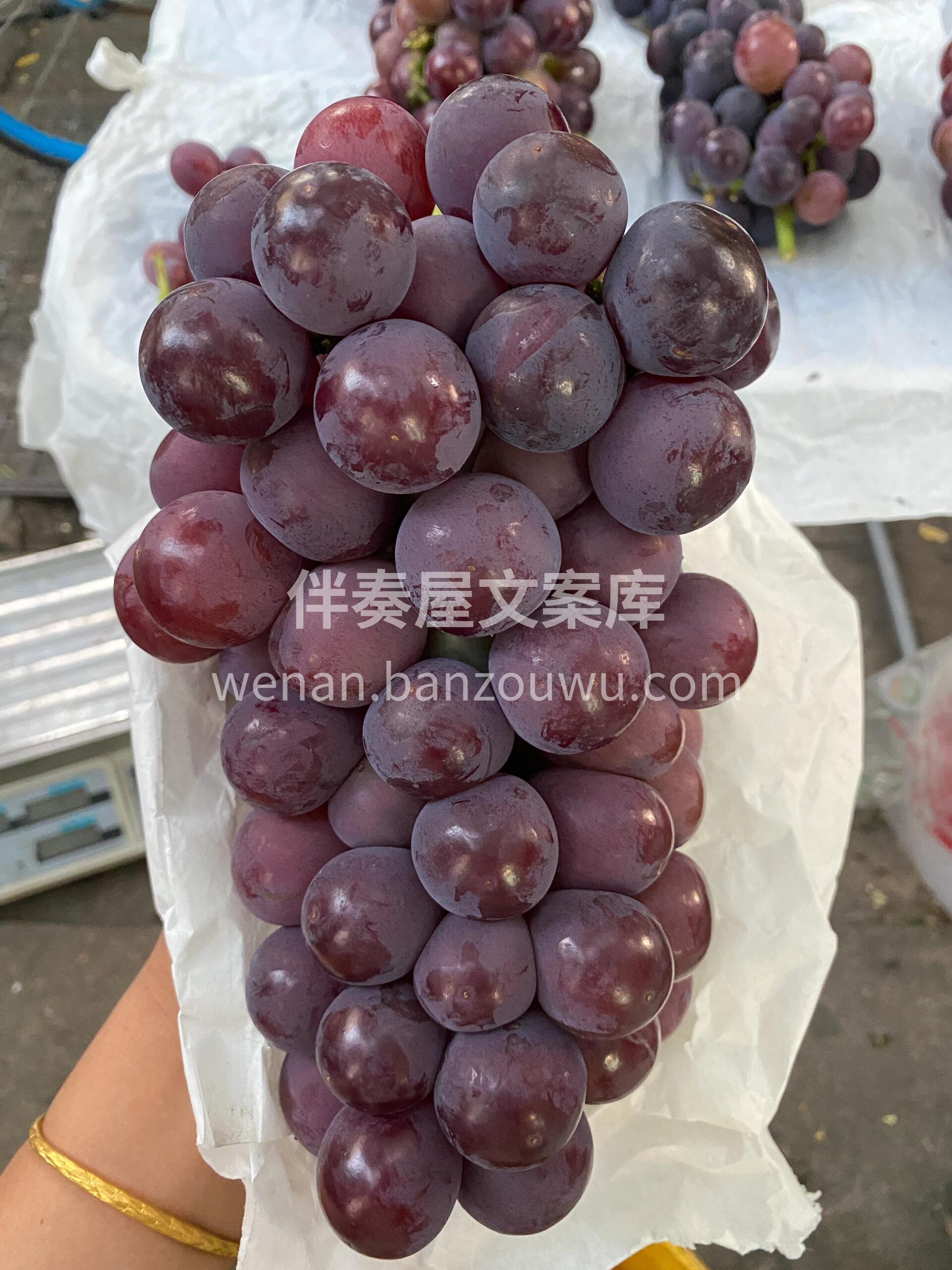 到新🆕-户太葡萄🍇 💁果粒紧凑，果粒大👍 配图1