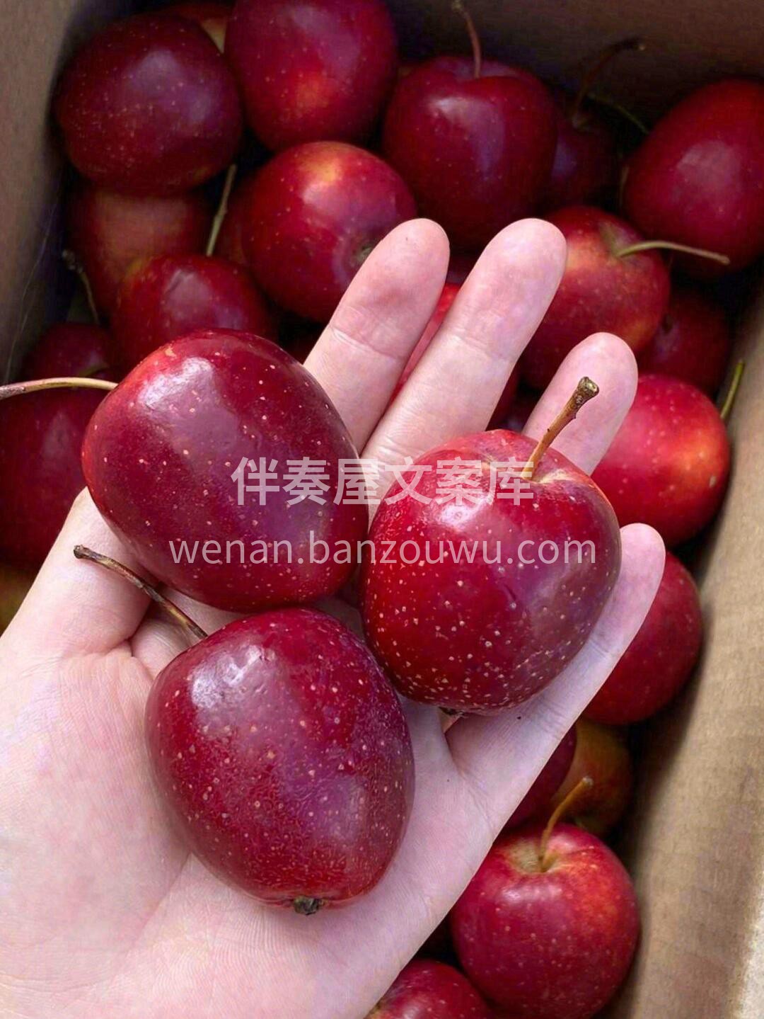 🍎火红的果子，油画般的色彩🎨 少见的肌理 配图2