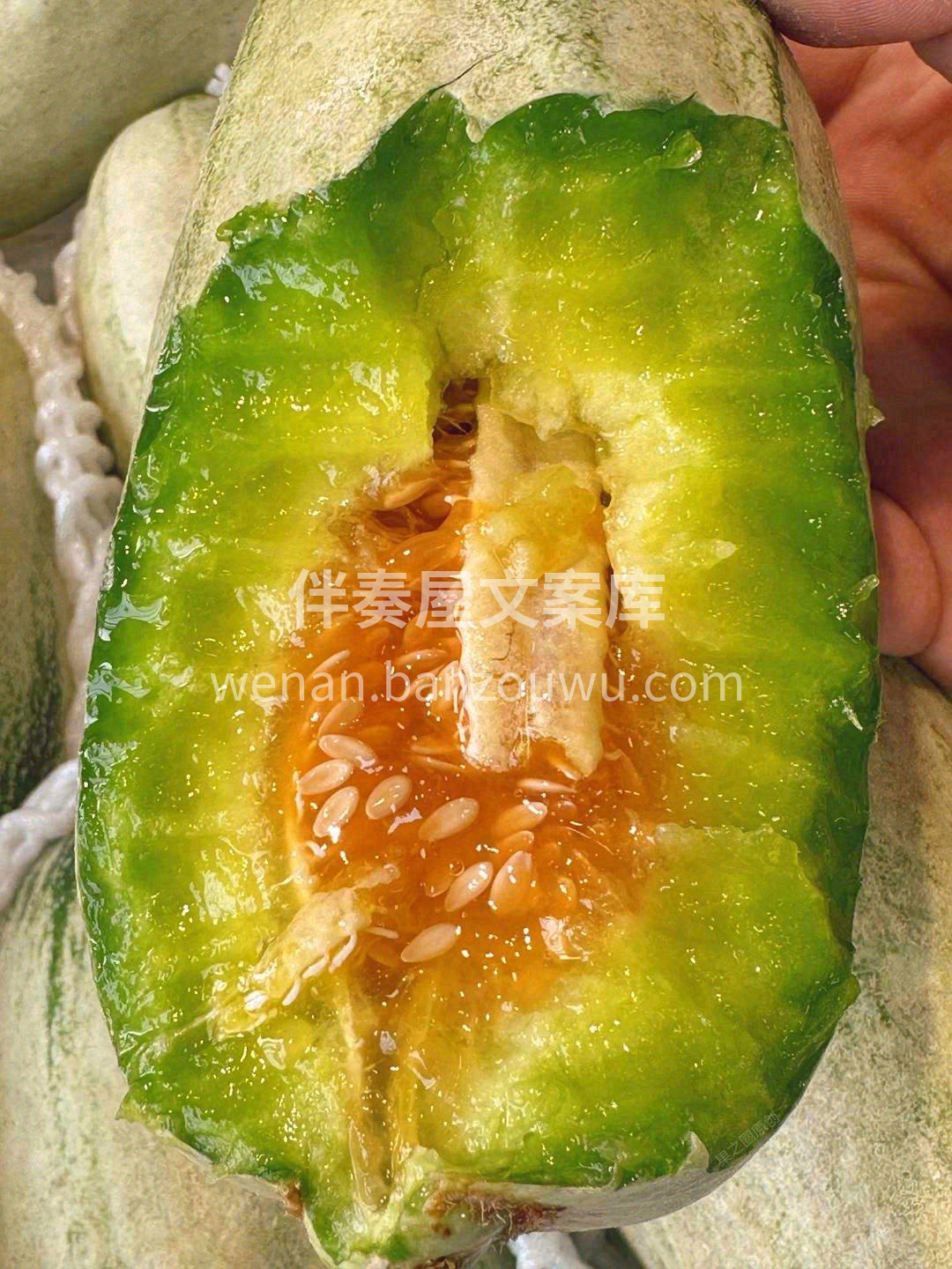 一生只有一根藤🌱，一藤只养一只瓜🥒 辉煌 配图2