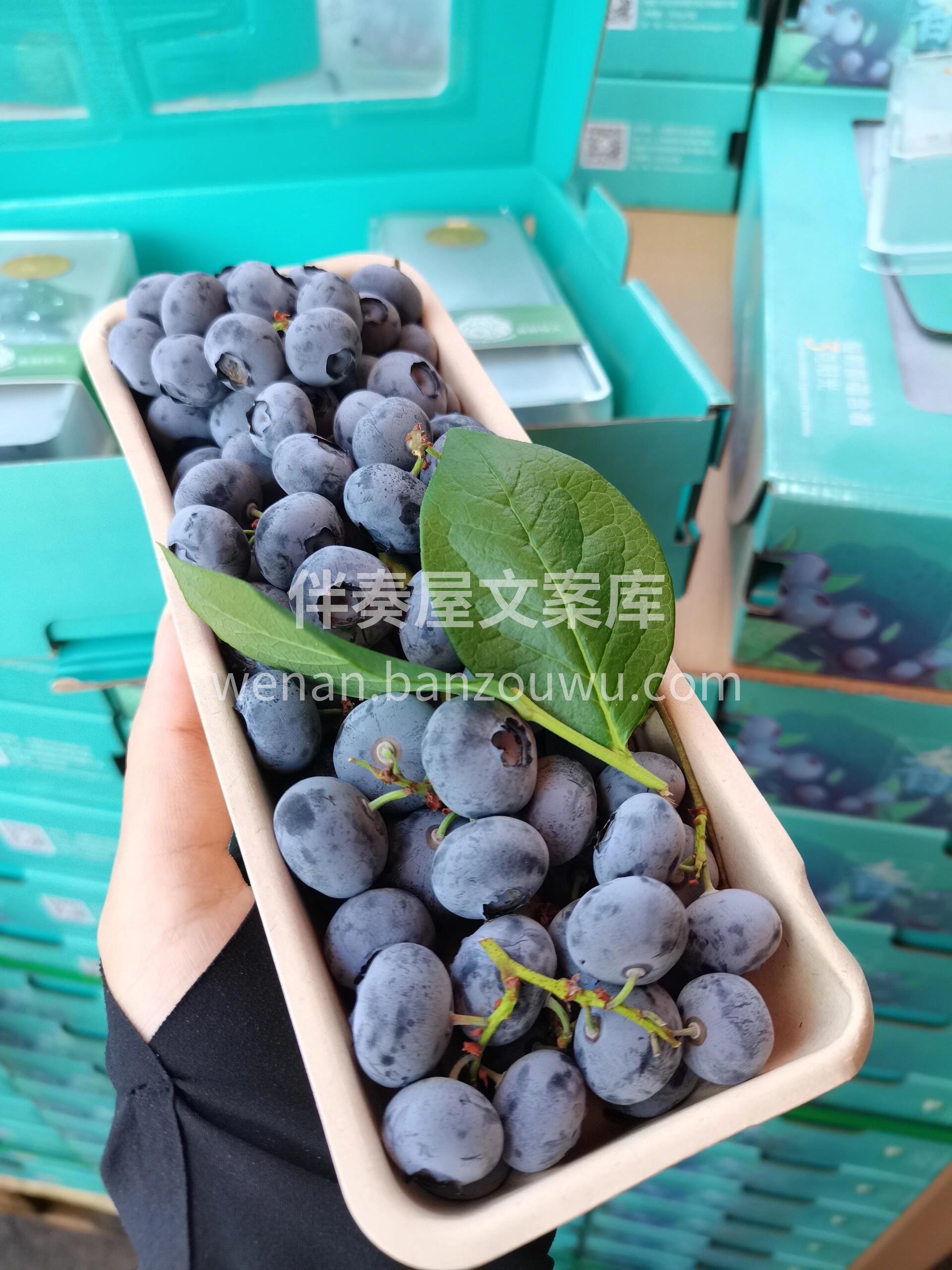 全新体验~~ 💌蓝莓也可以撸串🍡，沉醉在 配图3