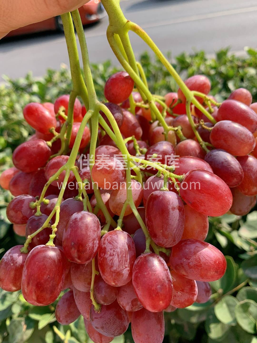 ?它不需要吐籽、皮薄不涩，肉质脆嫩，脆到 配图1