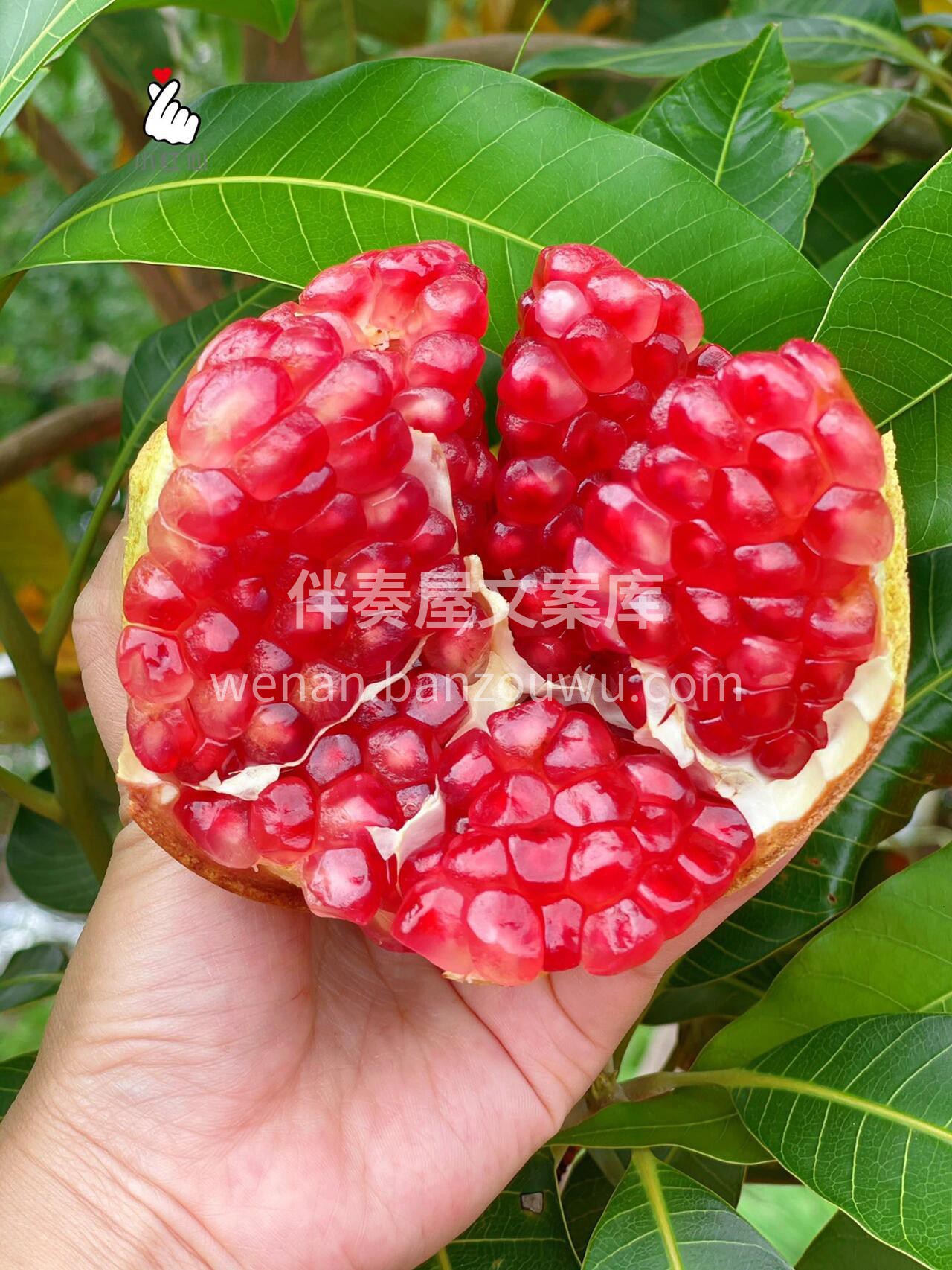 🍁突尼斯软籽石榴，不仅外形艳压群芳，味道 配图2