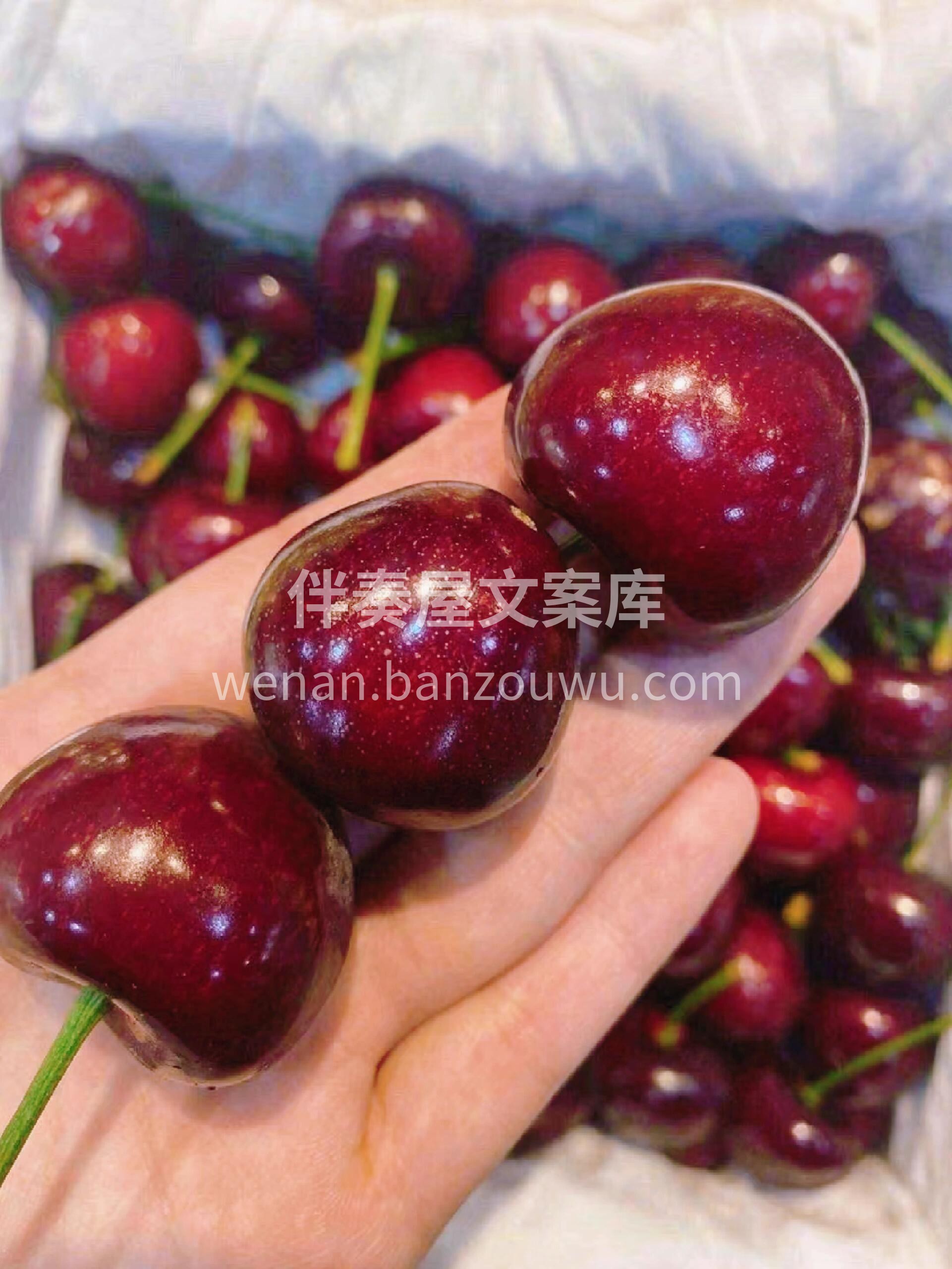 🍒 樱桃甜美来袭！ 果肉饱满，汁水超多💦 配图1