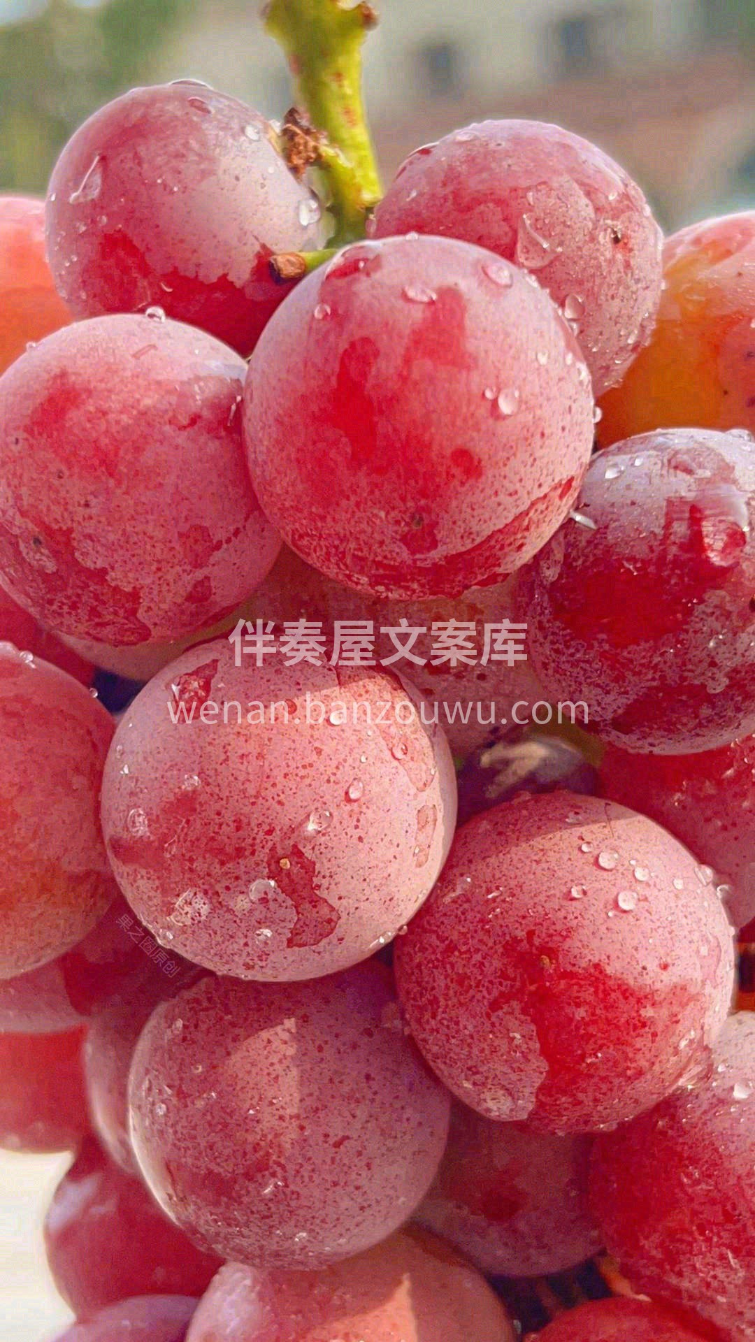 美丽与味道的化身💃💃 纯洁与高贵的象征👒 配图1